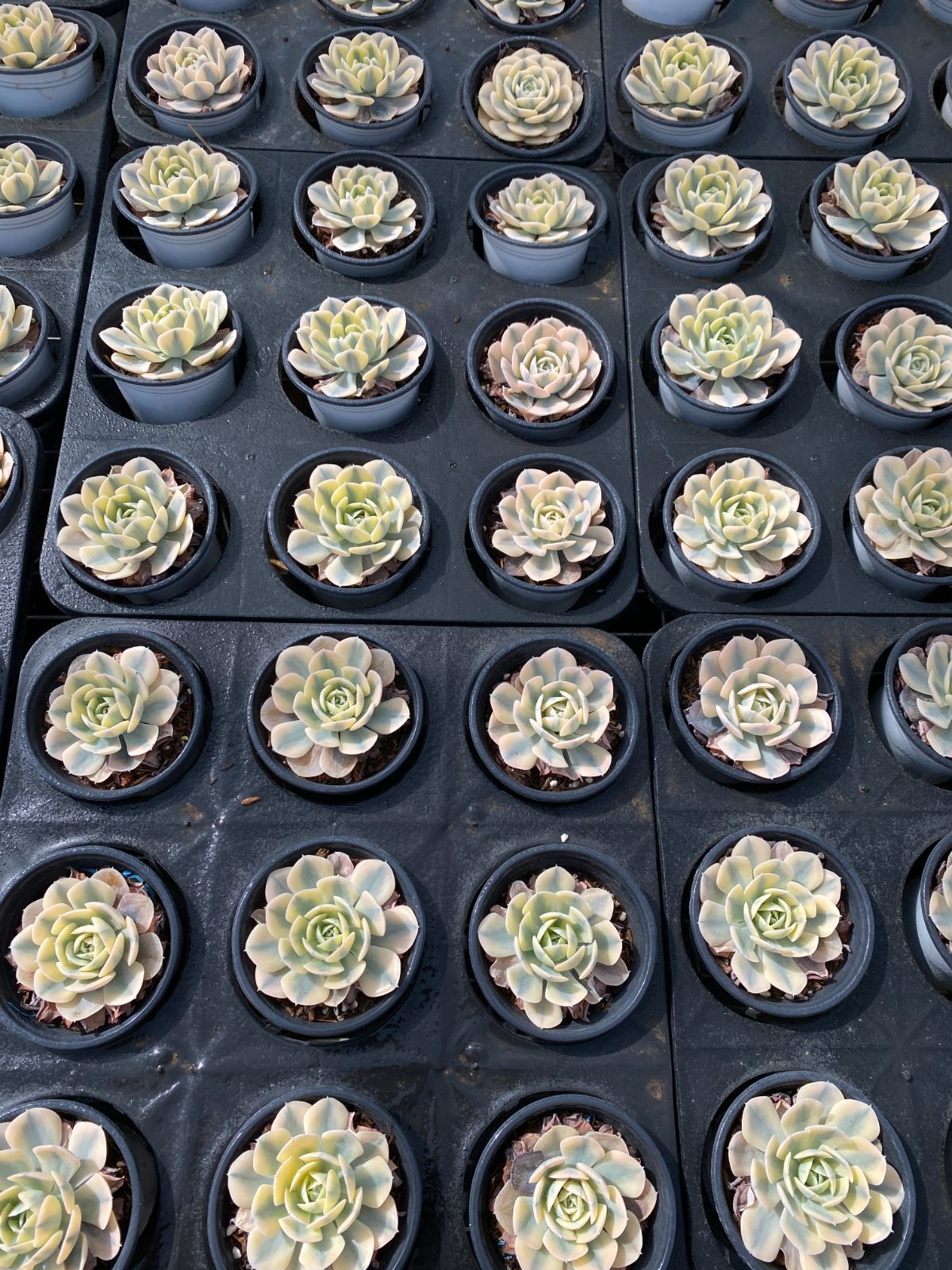 24株 ルーシーニシキ 多肉植物 エケベリア セダム アエオニウム グラプトペタルム 韓国苗 寄せ植え ZZ 179