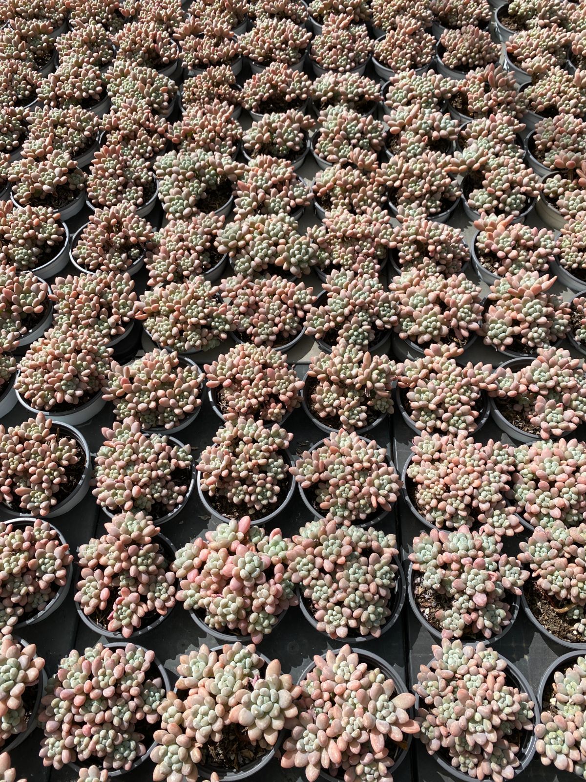 18株×キャビア 多肉植物 エケベリア セダム アエオニウム グラプトペタルム 韓国苗 寄せ植え ZZ 21