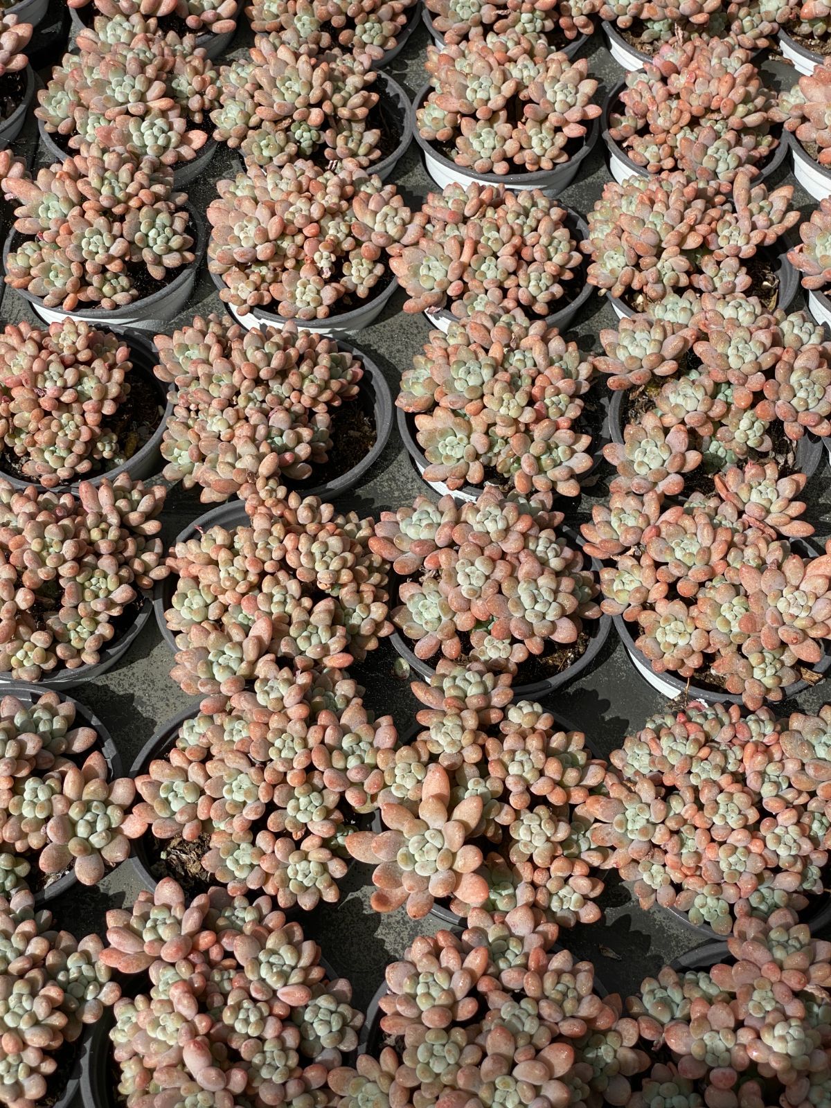 18株×キャビア 多肉植物 エケベリア セダム アエオニウム グラプトペタルム 韓国苗 寄せ植え ZZ 21