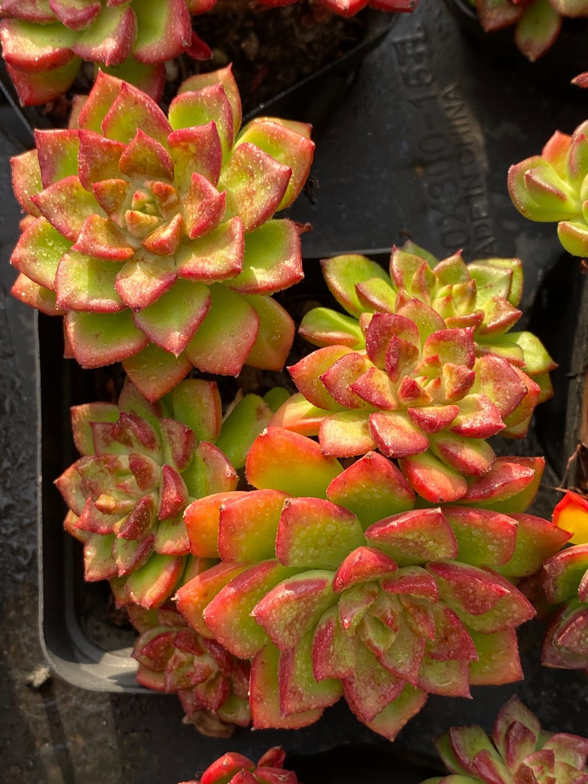 50株×ティア 多肉植物 エケベリア セダム アエオニウム グラプトペタルム 韓国苗 寄せ植え ZZ 36