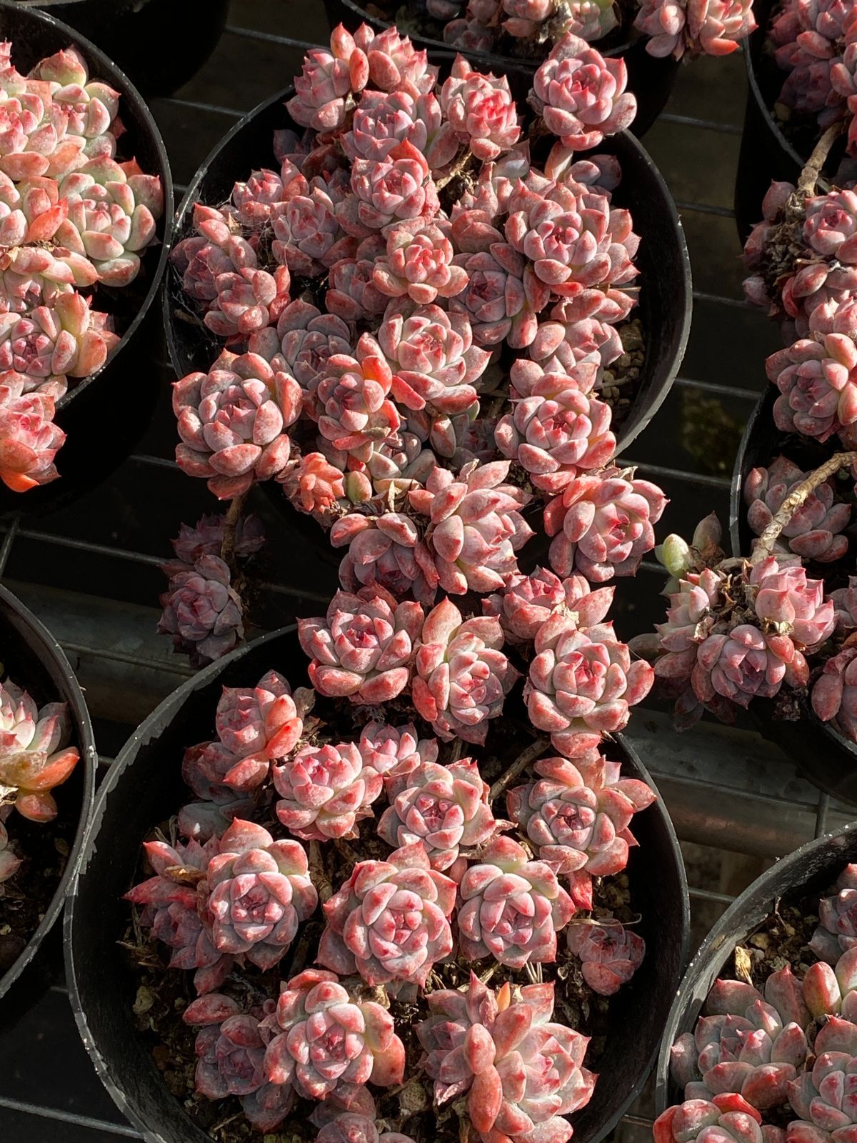 グラプトペタルム