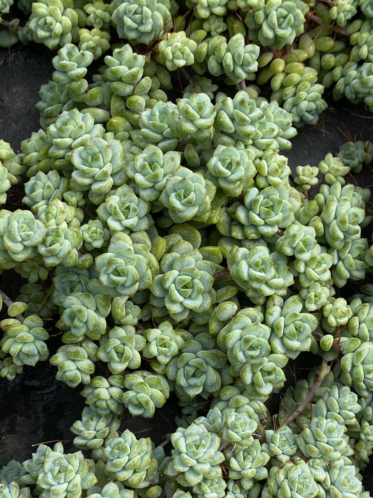 18株×キャラメルエルフ 多肉植物 エケベリア セダム アエオニウム グラプトペタルム 韓国苗 寄せ植え ZZ 33