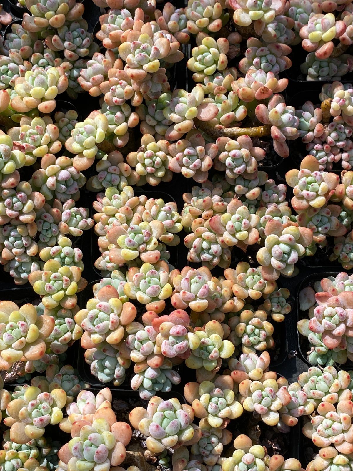 50株×ラウル 多肉植物 エケベリア セダム アエオニウム