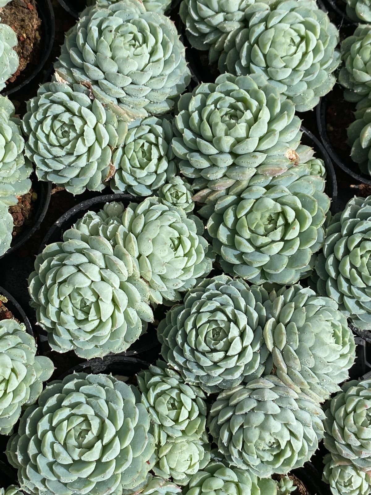 50株×リョクヨウシキュウ 多肉植物 エケベリア セダム アエオニウム グラプトペタルム 韓国苗 寄せ植え ZZ 30