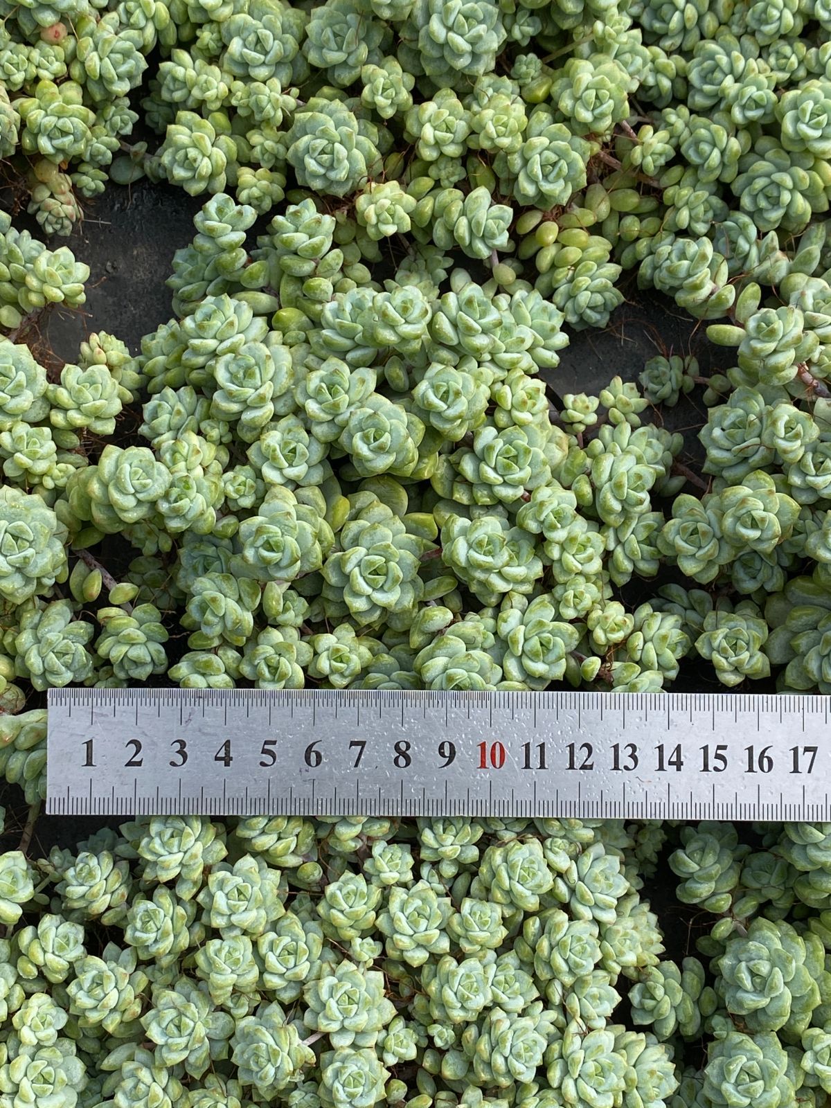 18株×キャラメルエルフ 多肉植物 エケベリア セダム アエオニウム グラプトペタルム 韓国苗 寄せ植え ZZ 33