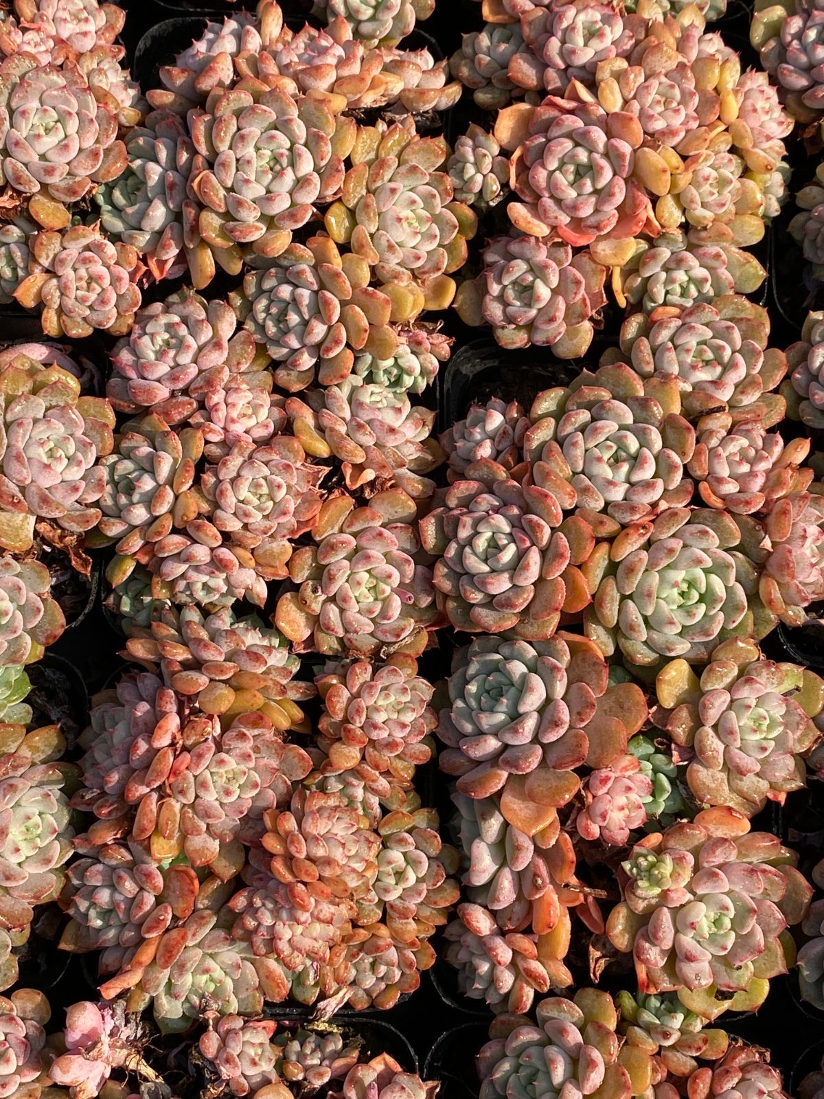 50株 コウシュウニョウ 多肉植物 エケベリア セダム アエオニウム グラプトペタルム 韓国苗 寄せ植え ZZ 35