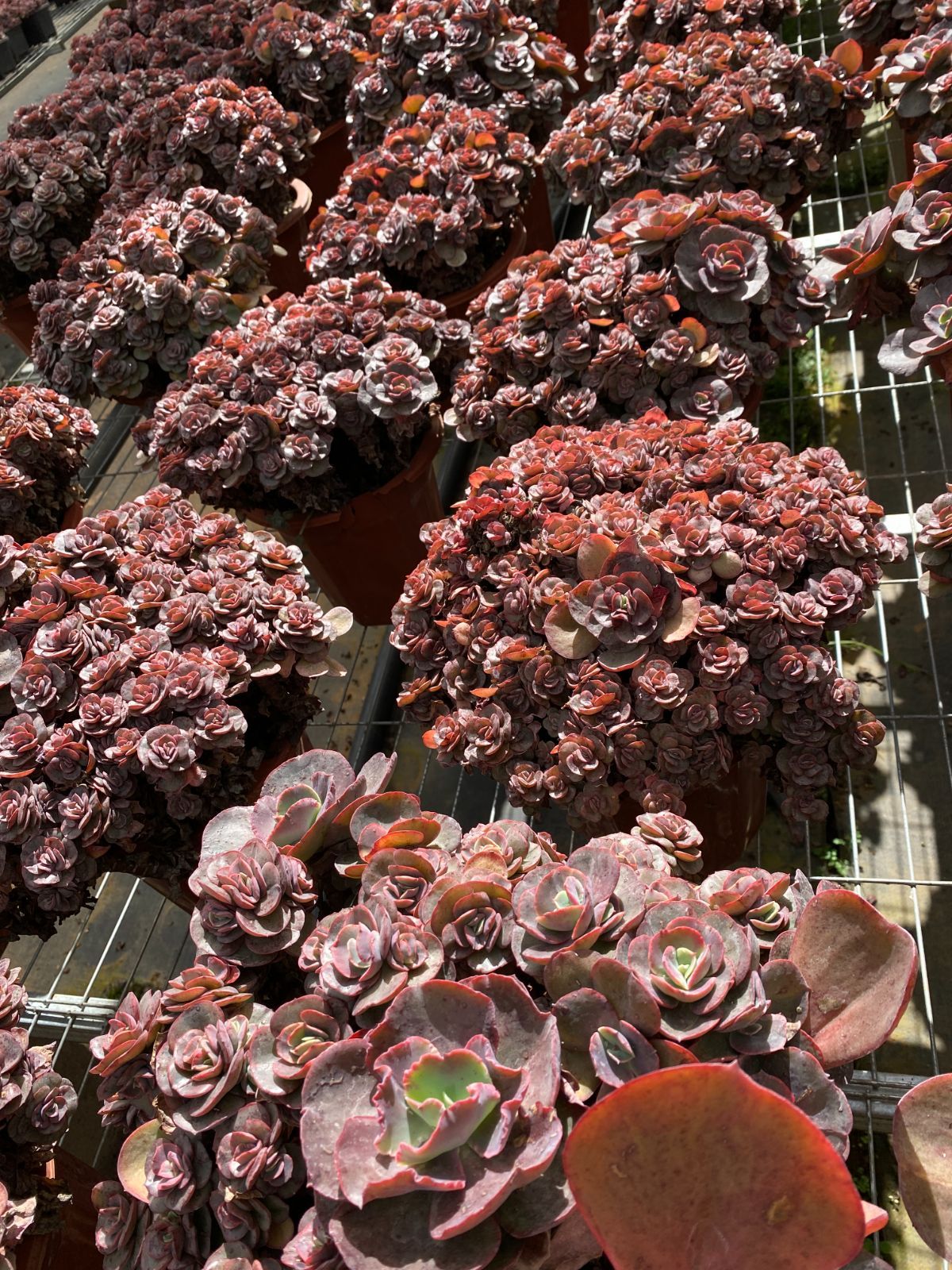 6株×シュウエン 多肉植物 エケベリア セダム アエオニウム グラプトペタルム 韓国苗 寄せ植え ZZ 24