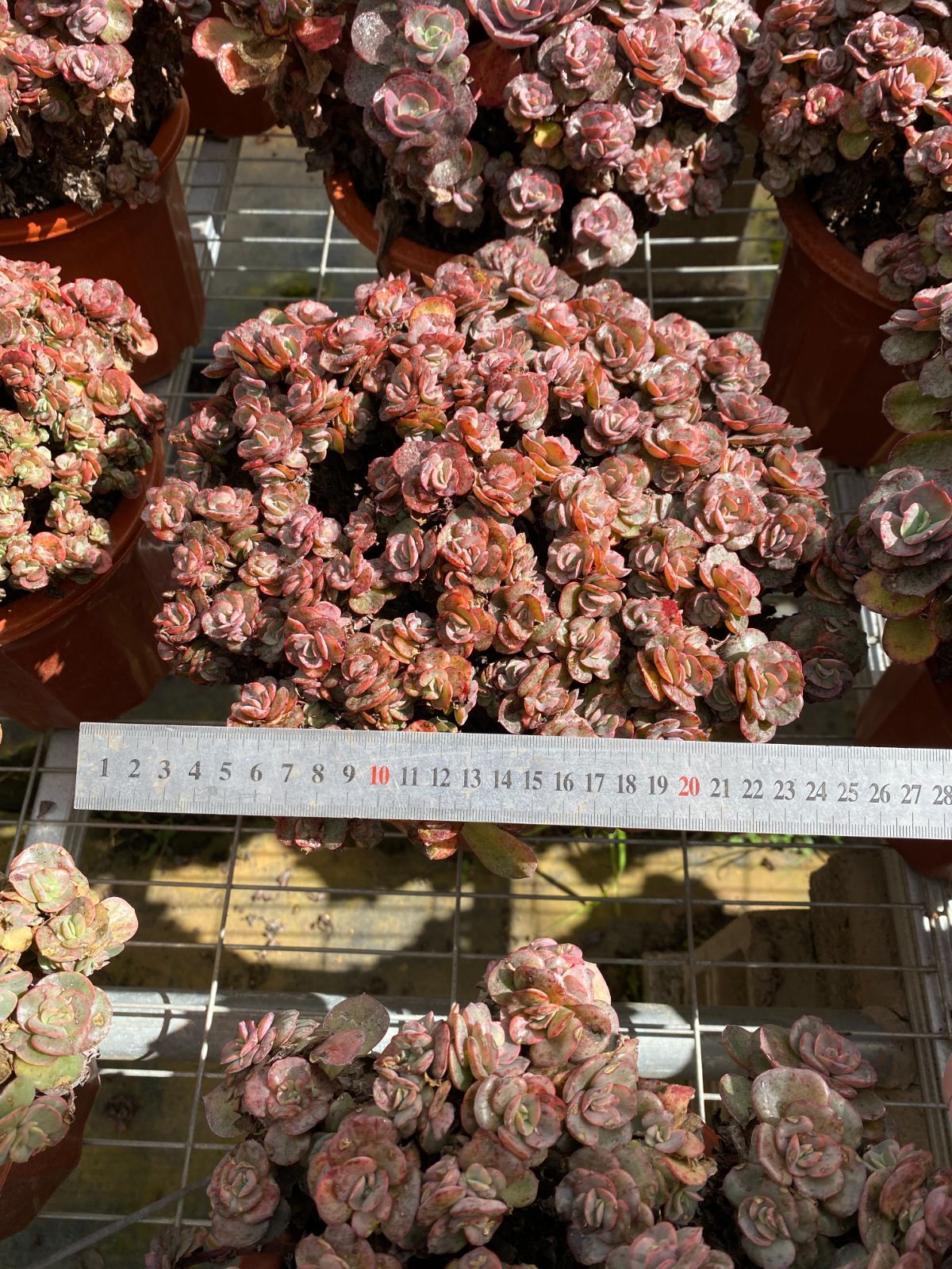 6株×シュウエン 多肉植物 エケベリア セダム アエオニウム グラプトペタルム 韓国苗 寄せ植え ZZ 24