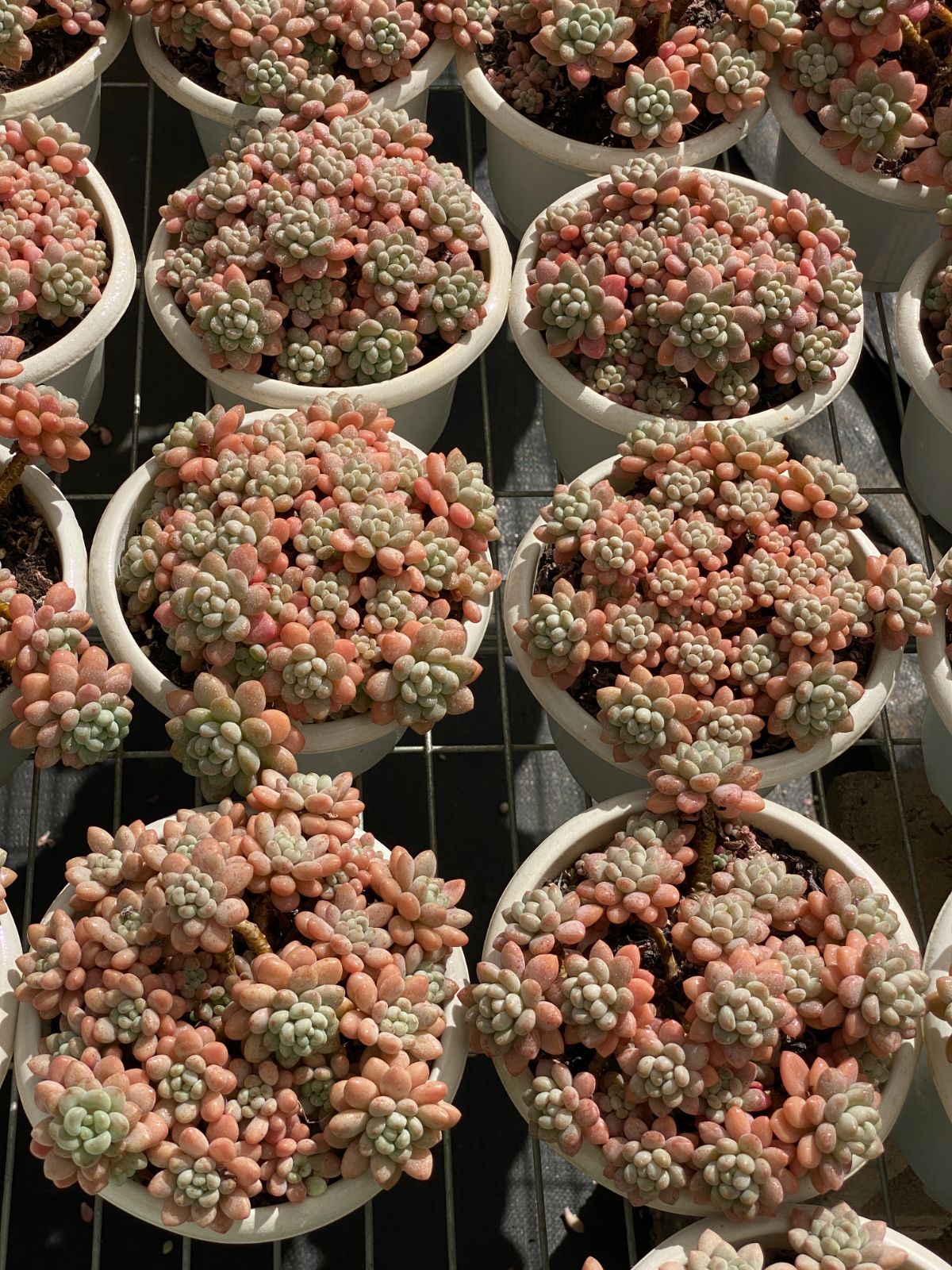 6株×レッドロココ 多肉植物 エケベリア セダム アエオニウム グラプトペタルム 韓国苗 寄せ植え ZZ 22