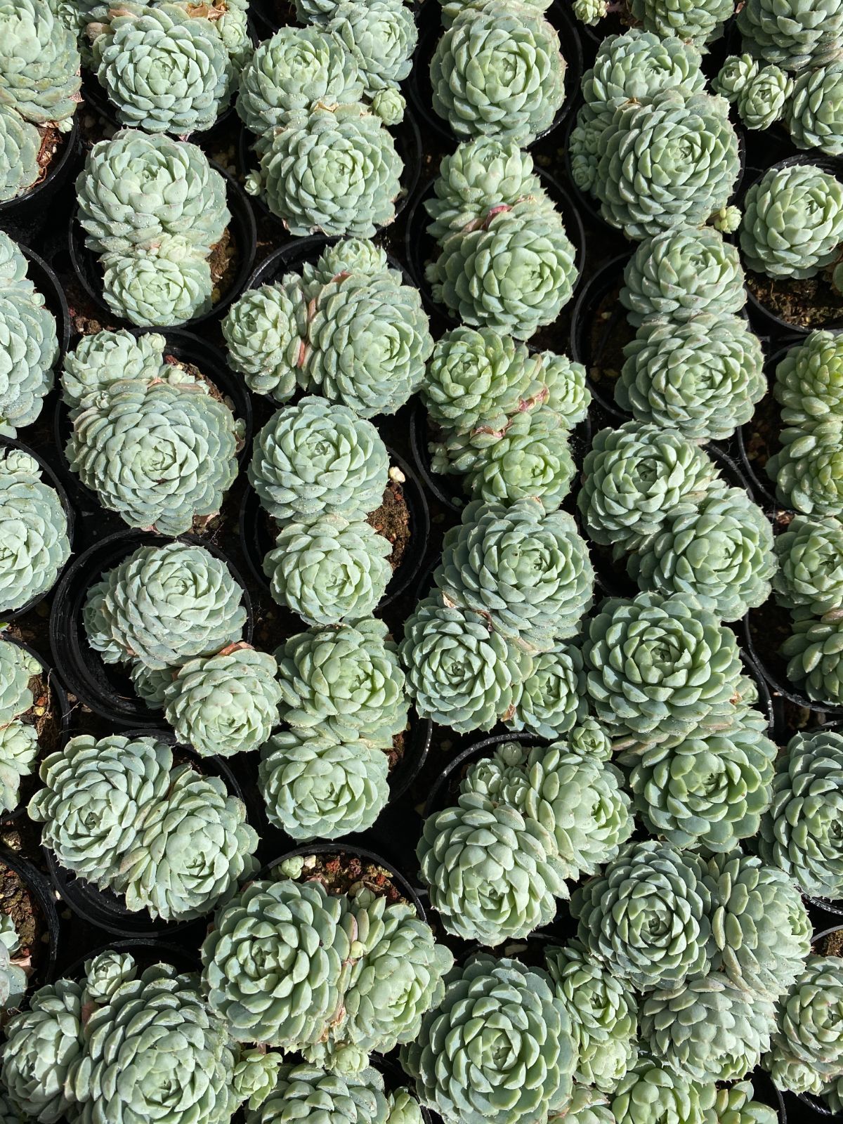 50株×リョクヨウシキュウ 多肉植物 エケベリア セダム アエオニウム グラプトペタルム 韓国苗 寄せ植え ZZ 30