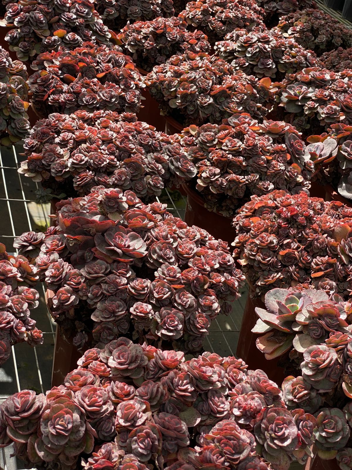 6株 シュウエン 多肉植物 エケベリア セダム アエオニウム グラプトペタルム 韓国苗 寄せ植え ZZ 24