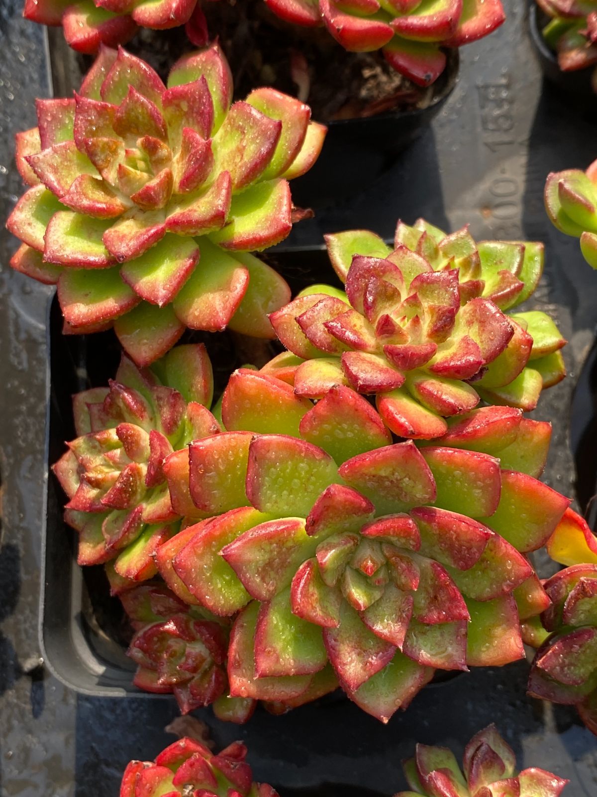 50株×ティア 多肉植物 エケベリア セダム アエオニウム グラプトペタルム 韓国苗 寄せ植え ZZ 36