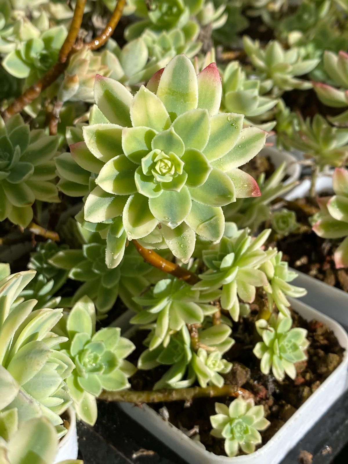 32株×ウスゲショウニシキ 多肉植物 エケベリア セダム アエオニウム グラプトペタルム 韓国苗 寄せ植え ZZ 4