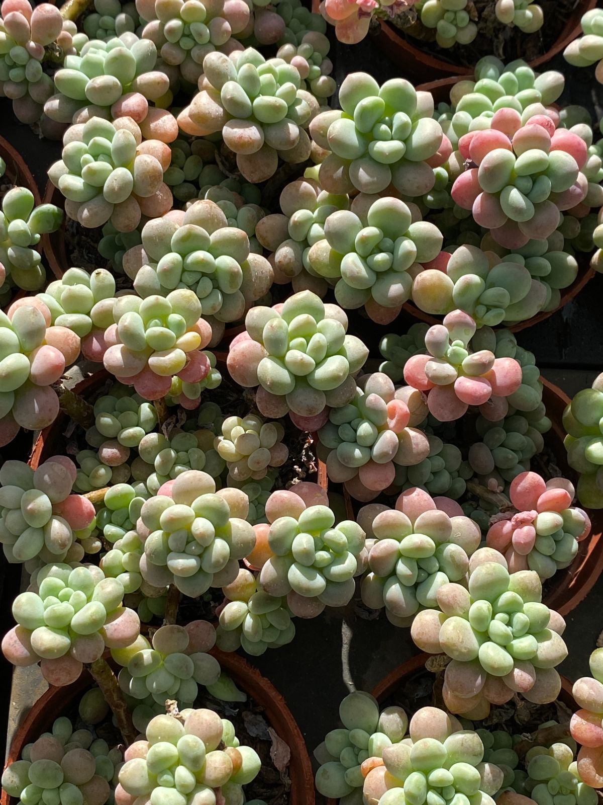 韓国苗 寄せ植え