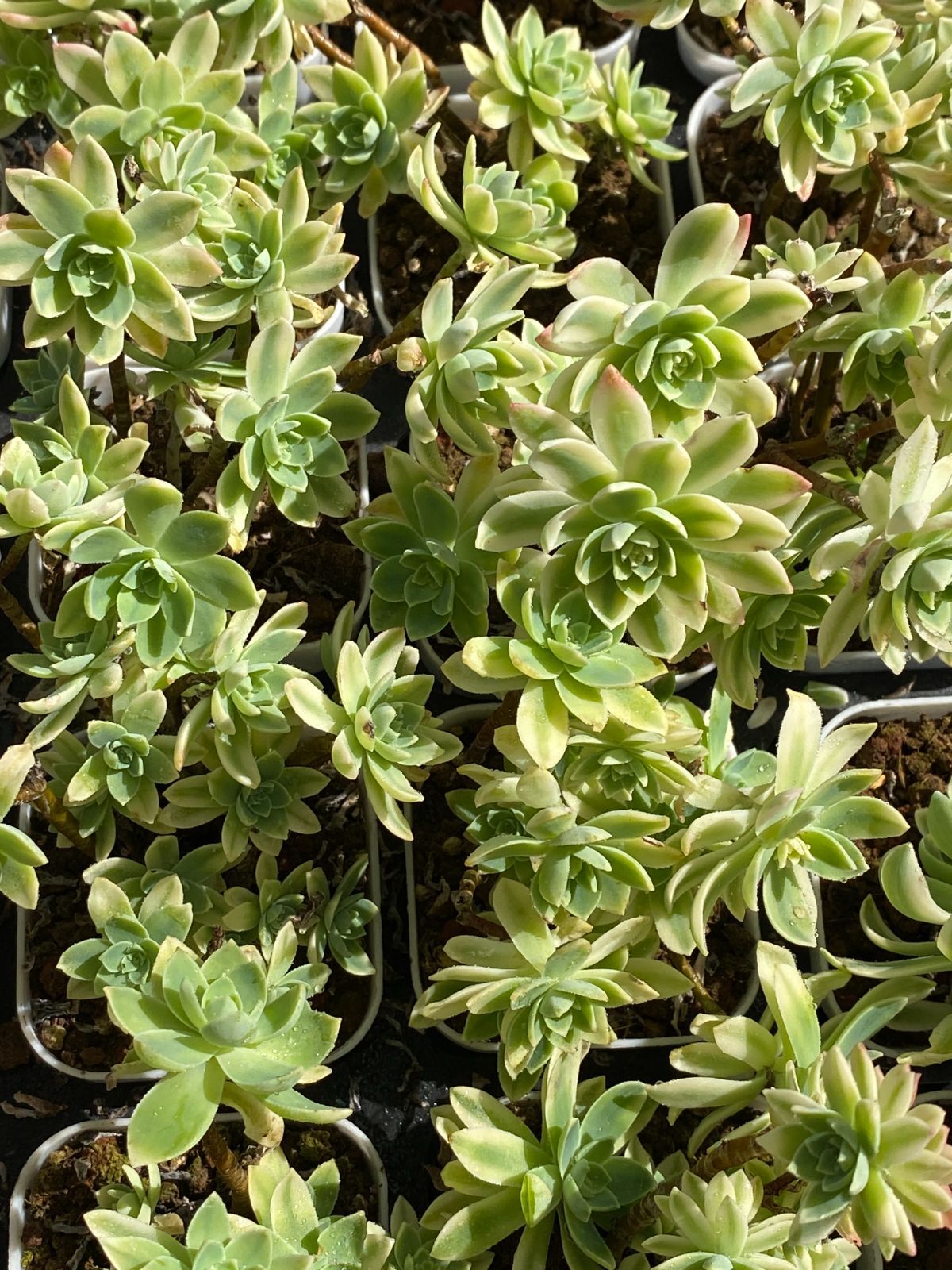 32株×ウスゲショウニシキ 多肉植物 エケベリア セダム アエオニウム グラプトペタルム 韓国苗 寄せ植え ZZ 4