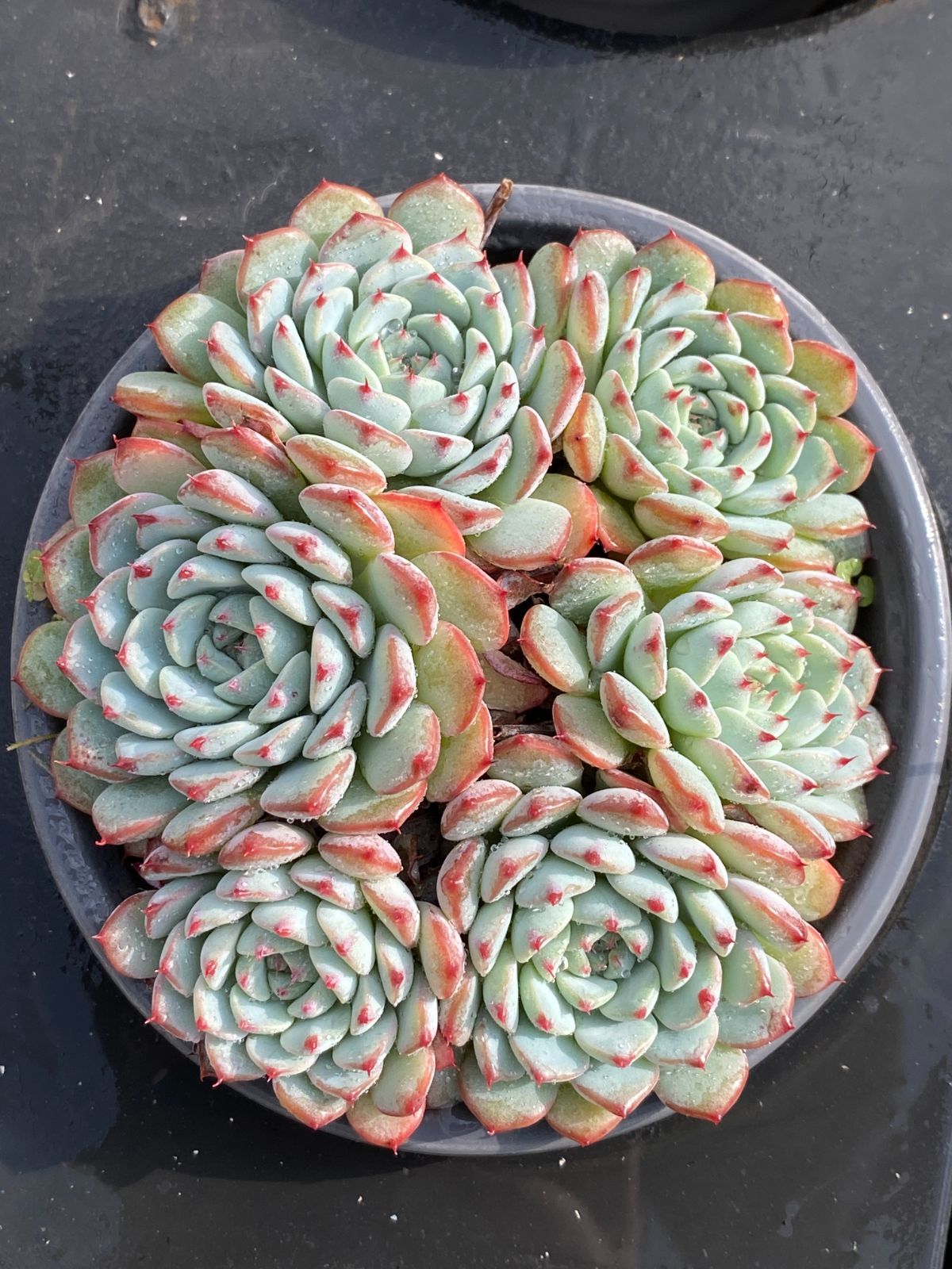 18株×ブルーヒメレン 多肉植物 エケベリア セダム アエオニウム