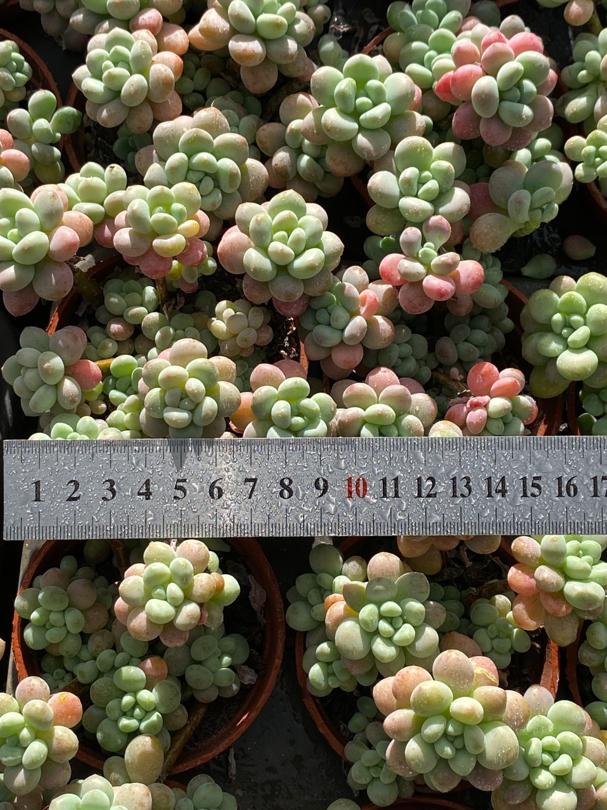 18株 ロココ 多肉植物 エケベリア セダム アエオニウム グラプトペタルム 韓国苗 寄せ植え ZZ 5 観葉植物育成 その他多肉植物 