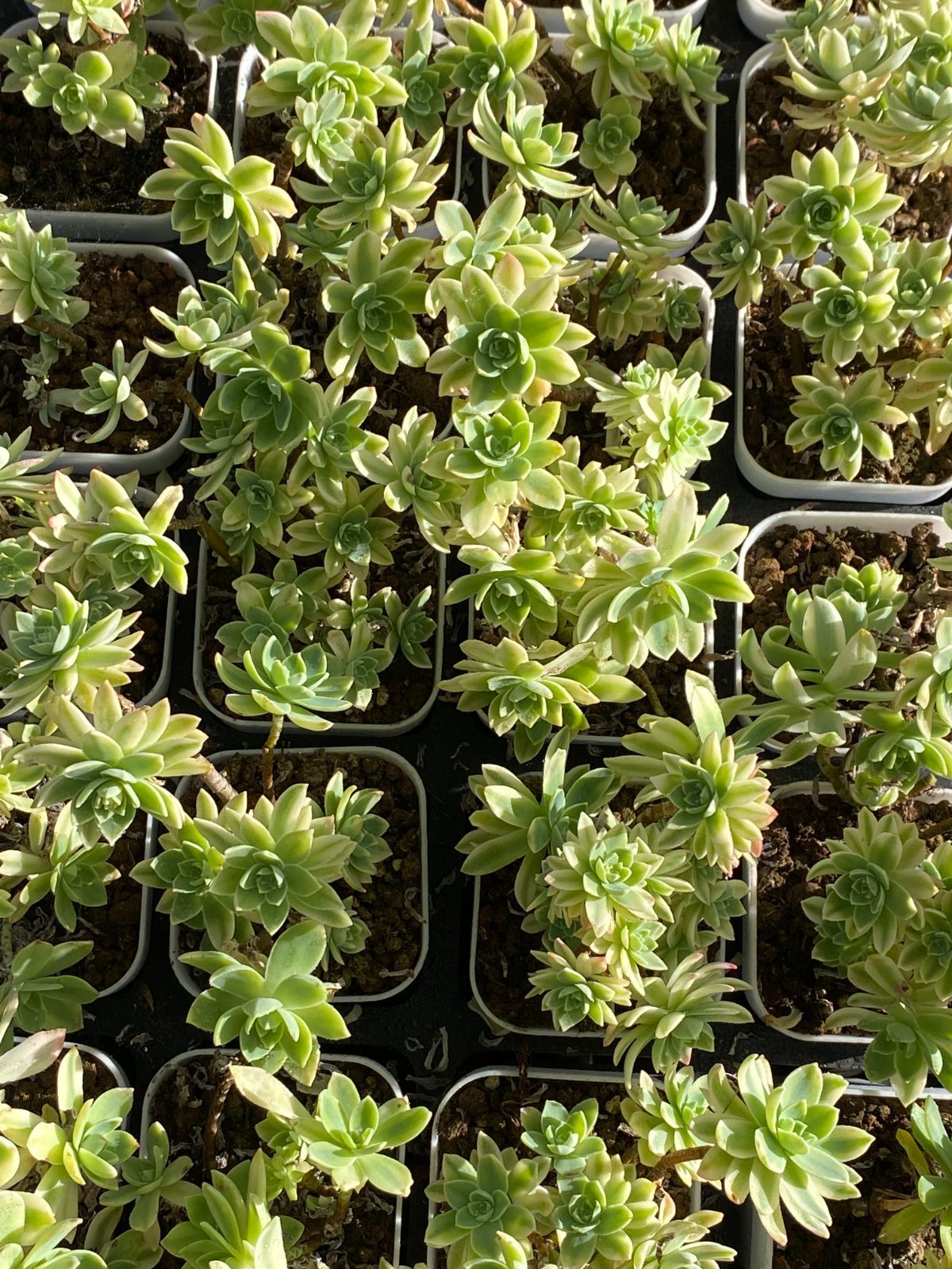 32株×ウスゲショウニシキ 多肉植物 エケベリア セダム アエオニウム グラプトペタルム 韓国苗 寄せ植え ZZ 4