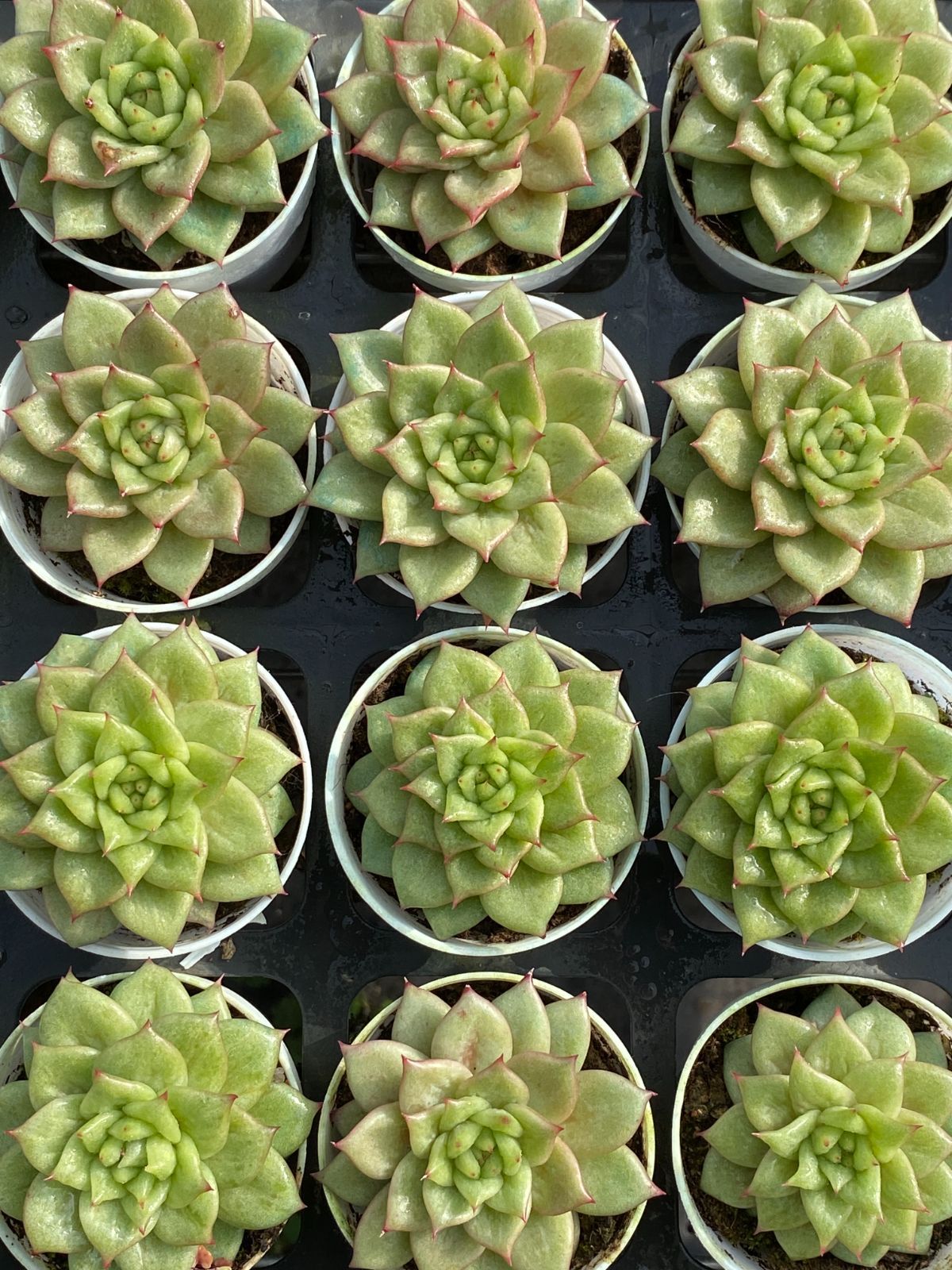 50株×リョク 多肉植物 エケベリア セダム アエオニウム グラプトペタルム 韓国苗 寄せ植え ZZ 40