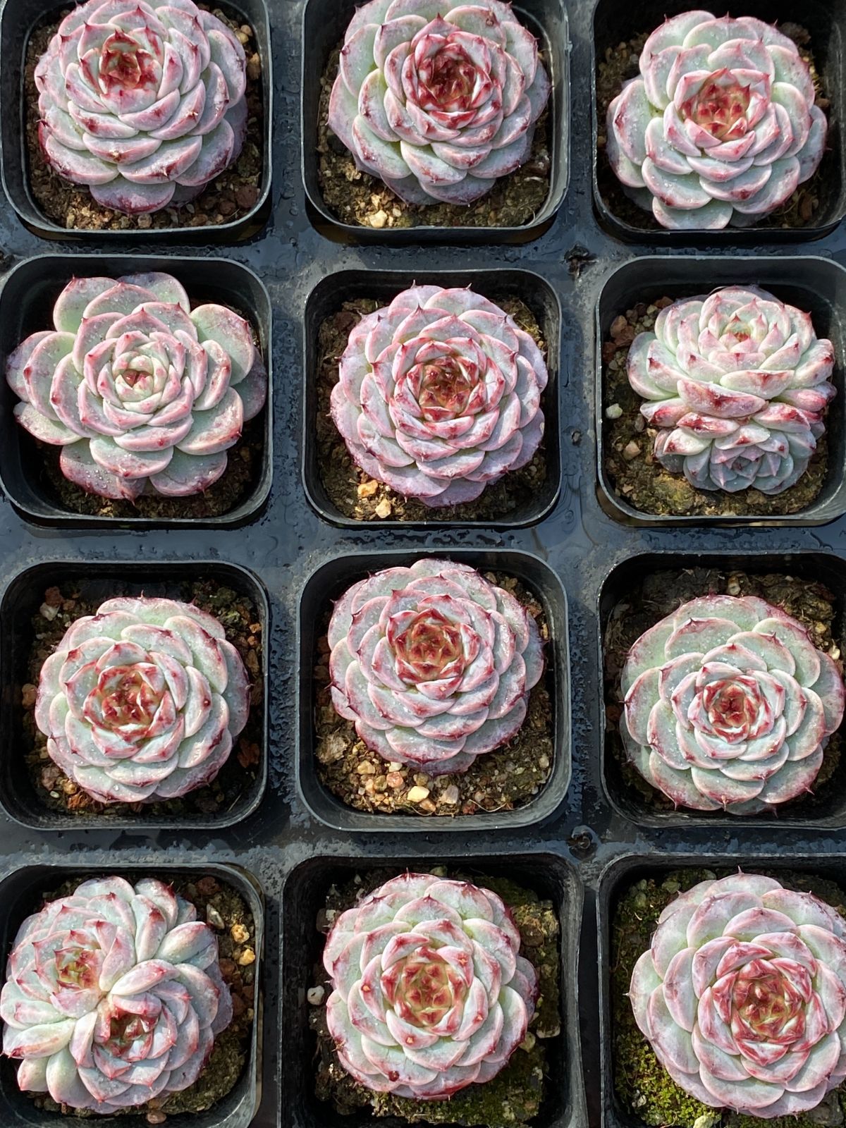 50株 ビロード 多肉植物 エケベリア セダム アエオニウム グラプトペタルム 韓国苗 寄せ植え ZZ 37