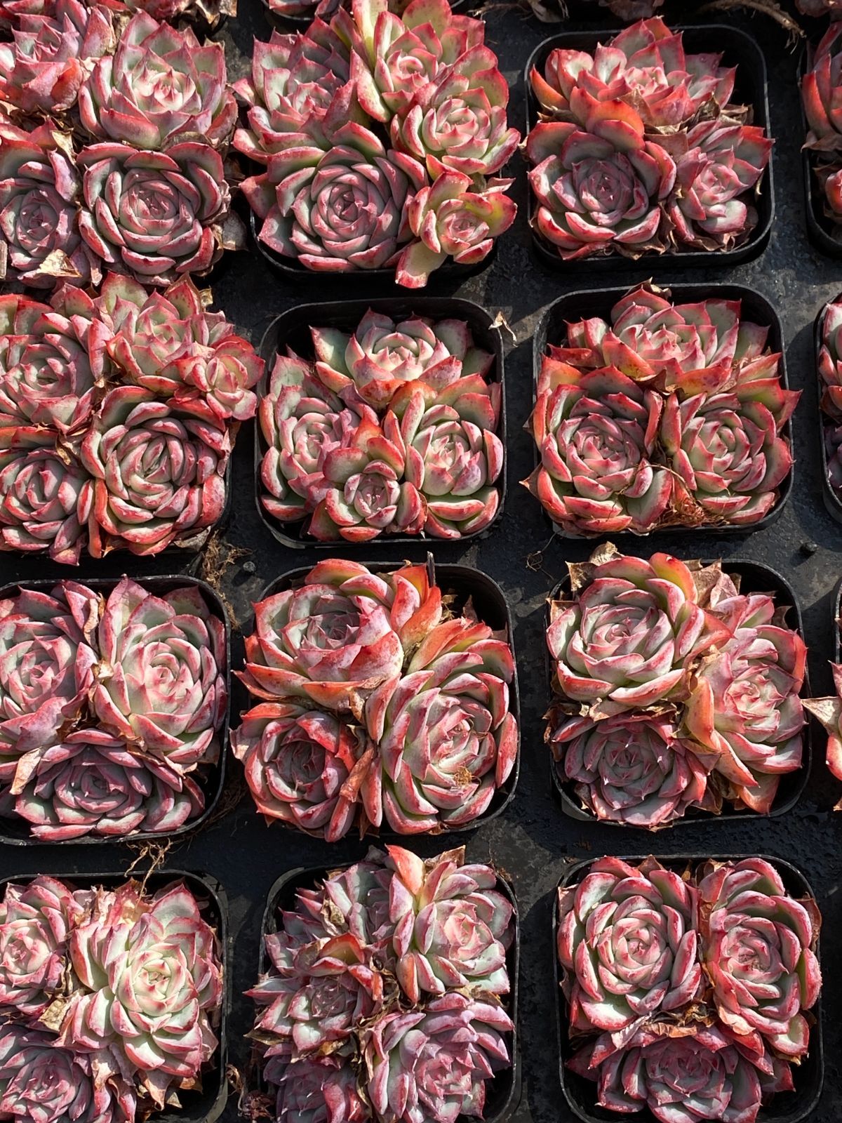 50株×チワワ 多肉植物 エケベリア セダム アエオニウム グラプトペタルム 韓国苗 寄せ植え ZZ 50