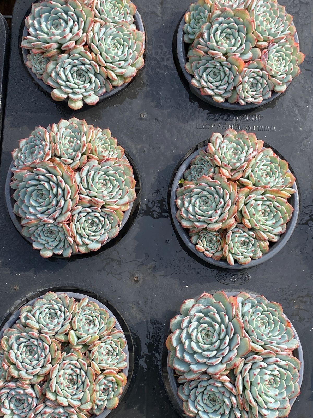 18株×ブルーヒメレン 多肉植物 エケベリア セダム アエオニウム グラプトペタルム 韓国苗 寄せ植え ZZ 44