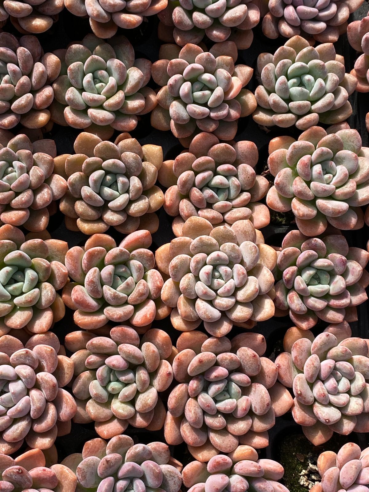 ちっちゃな多肉の寄せ植え（エケベリア・セダム） 32苗×ハクロ 多肉植物 エケベリア セダム アエオニウム