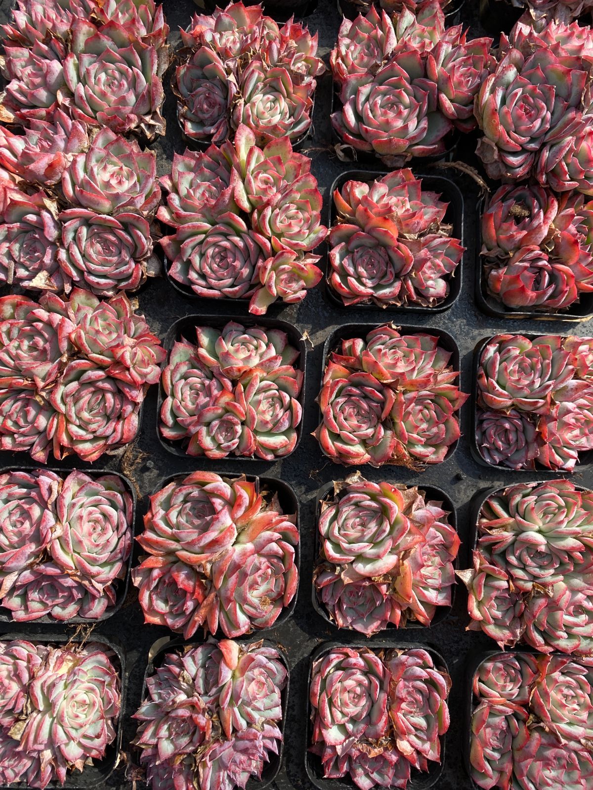 50株×チワワ 多肉植物 エケベリア セダム アエオニウム グラプトペタルム 韓国苗 寄せ植え ZZ 50