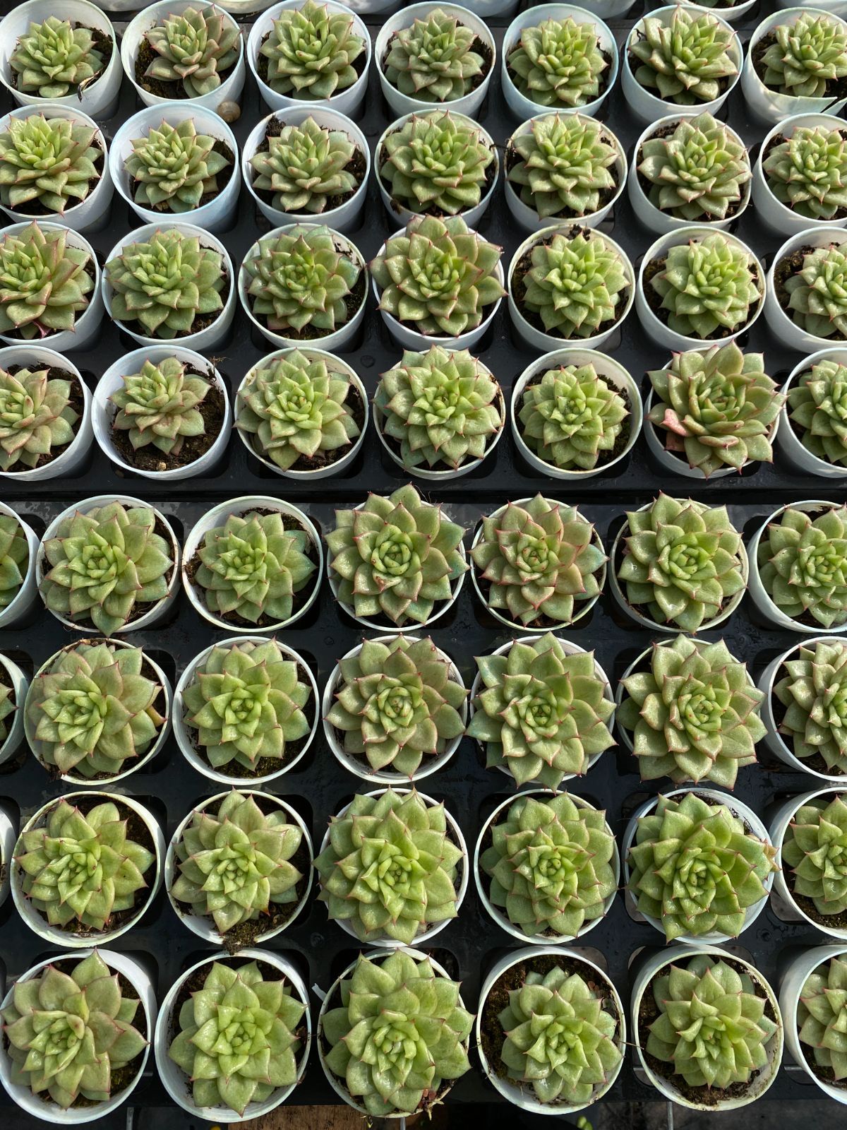 50株 リョク 多肉植物 エケベリア セダム アエオニウム グラプトペタルム 韓国苗 寄せ植え ZZ 40