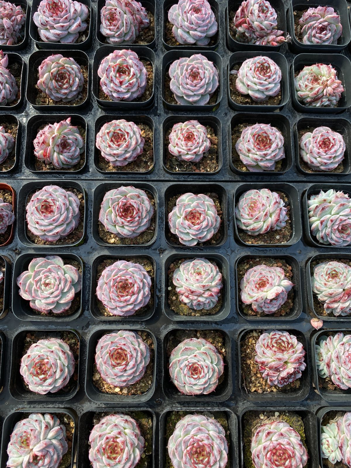 50株×ビロード 多肉植物 エケベリア セダム アエオニウム グラプトペタルム 韓国苗 寄せ植え ZZ 37