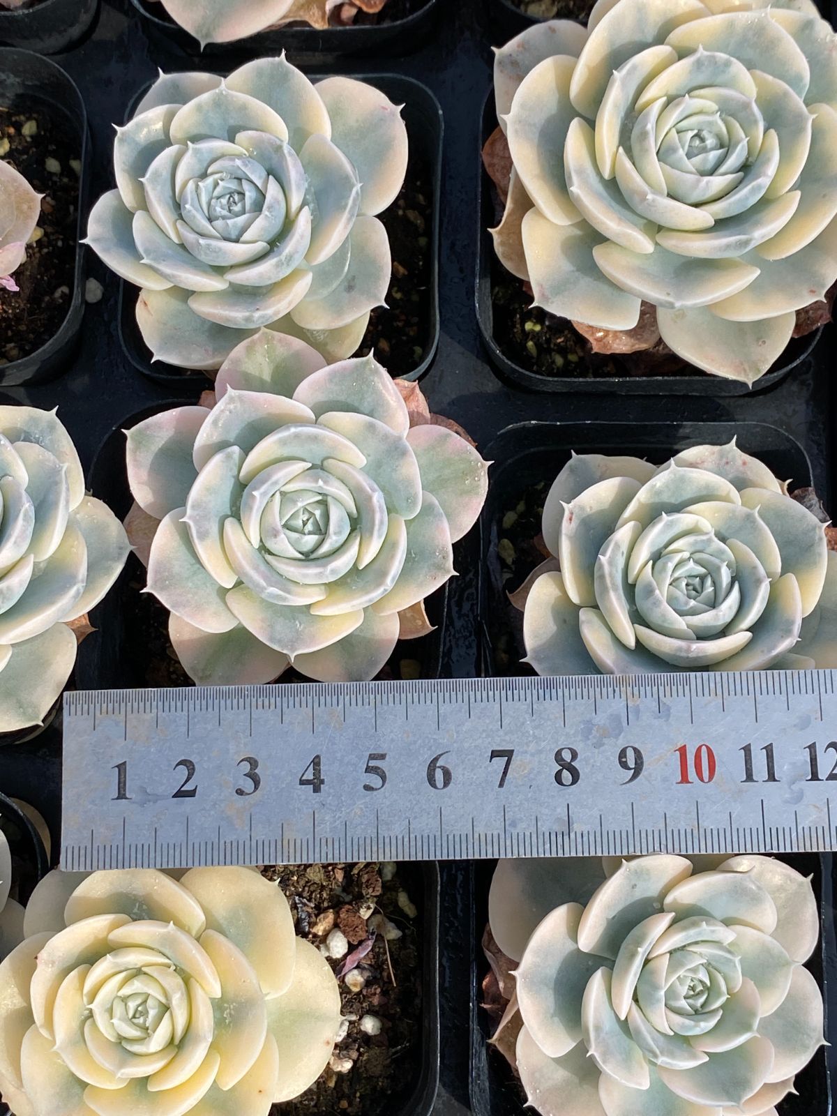 50株×アンスノー 多肉植物 エケベリア セダム アエオニウム グラプトペタルム 韓国苗 寄せ植え ZZ 57