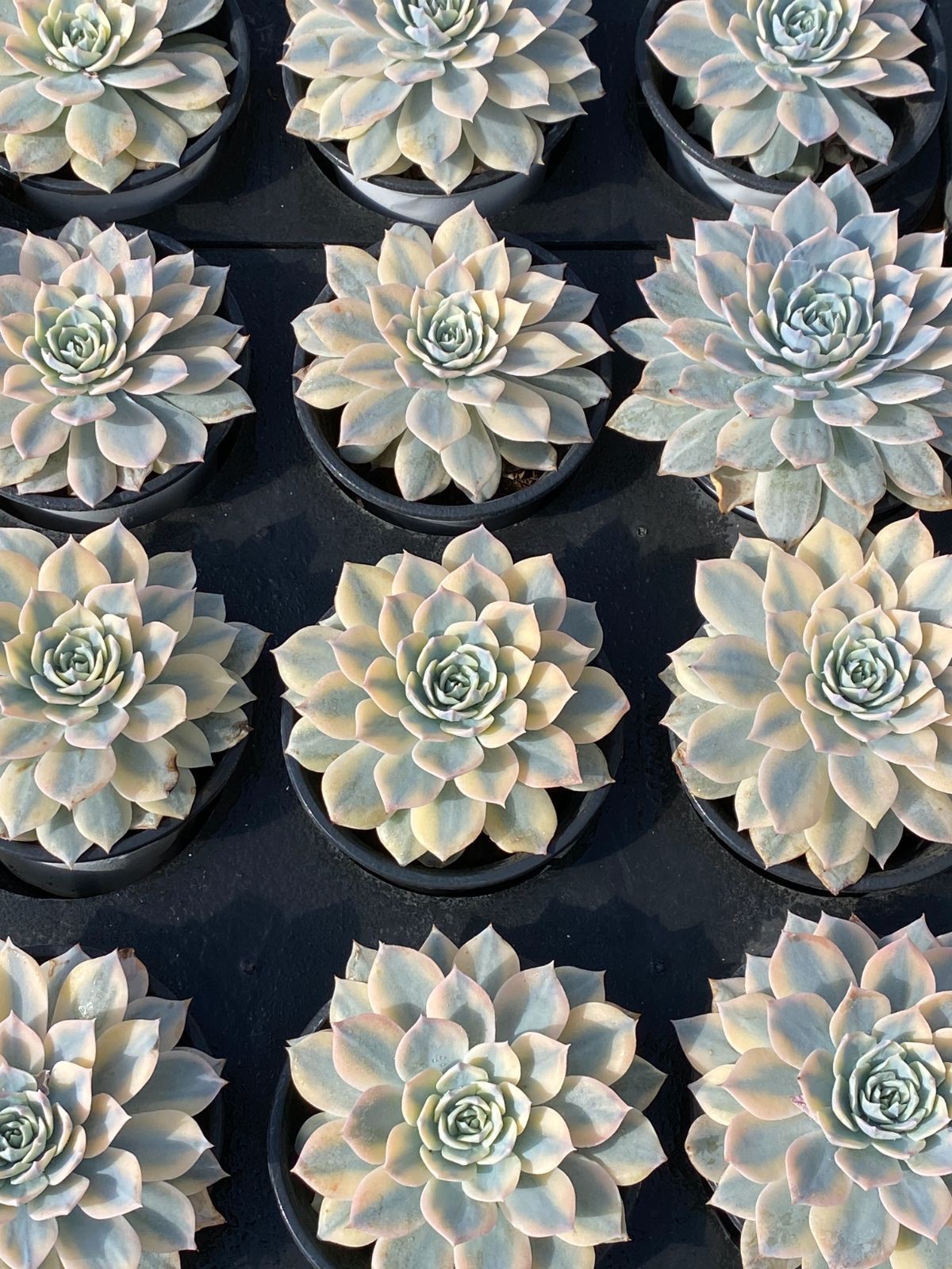 24株×ピーシーニシキ 多肉植物 エケベリア セダム アエオニウム グラプトペタルム 韓国苗 寄せ植え ZZ 53