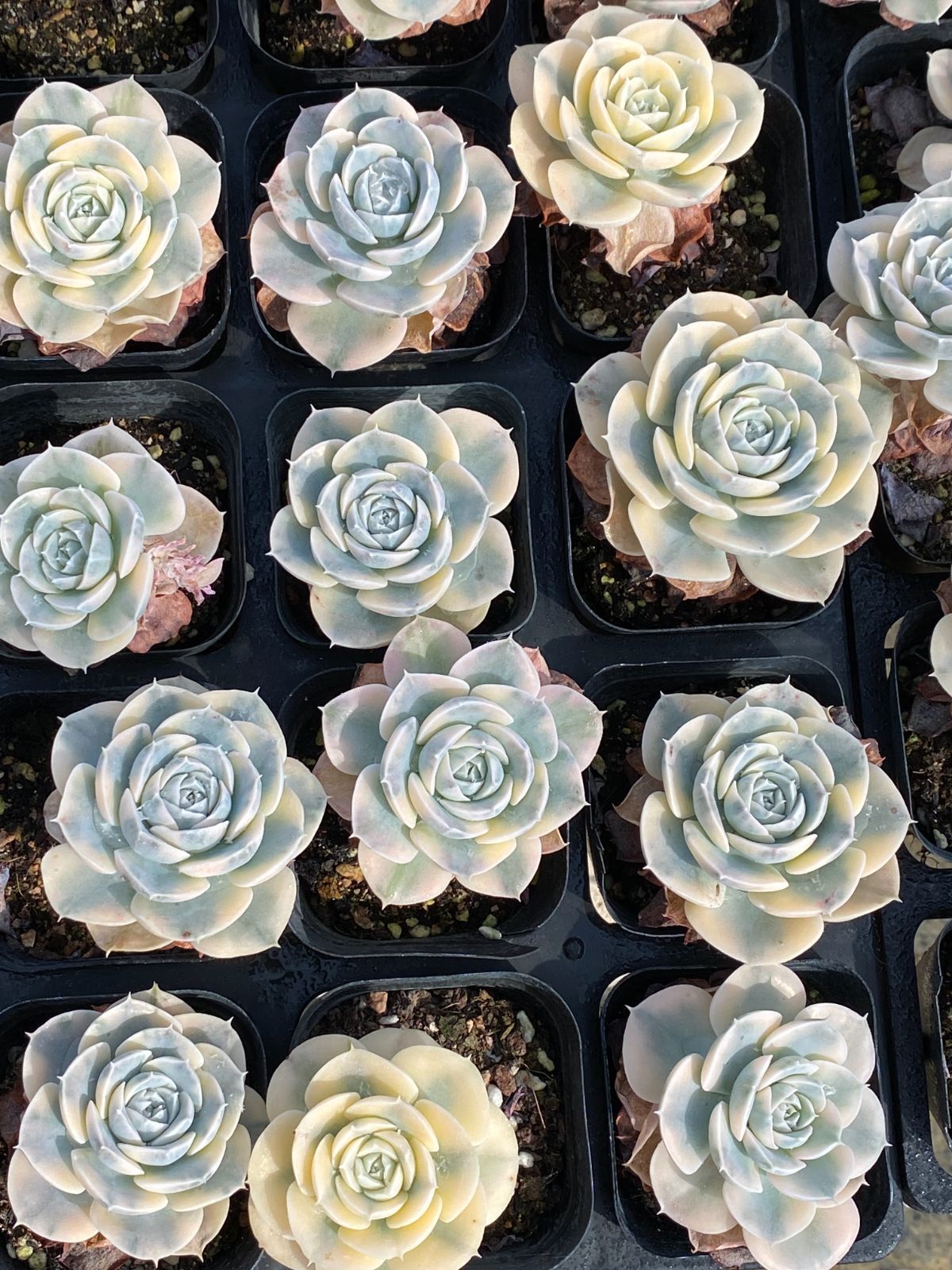 50株×アンスノー 多肉植物 エケベリア セダム アエオニウム グラプトペタルム 韓国苗 寄せ植え ZZ 57