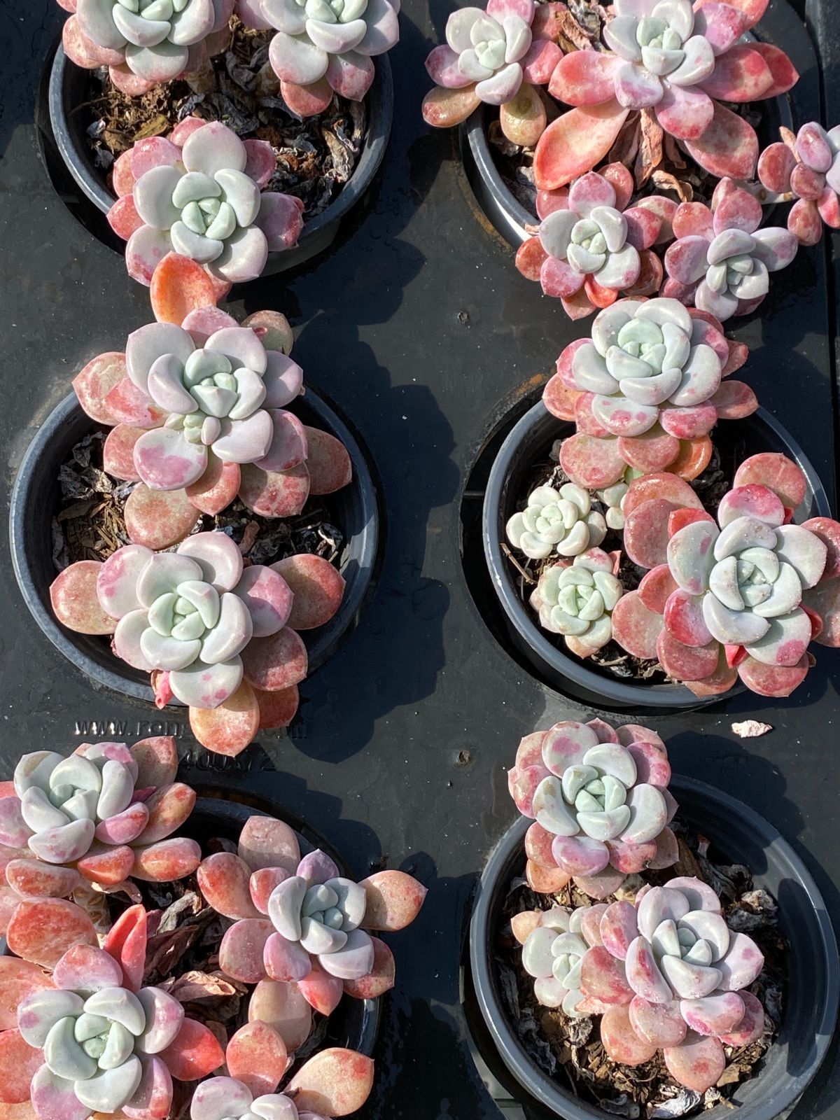 18株×カハンロク 多肉植物 エケベリア セダム アエオニウム