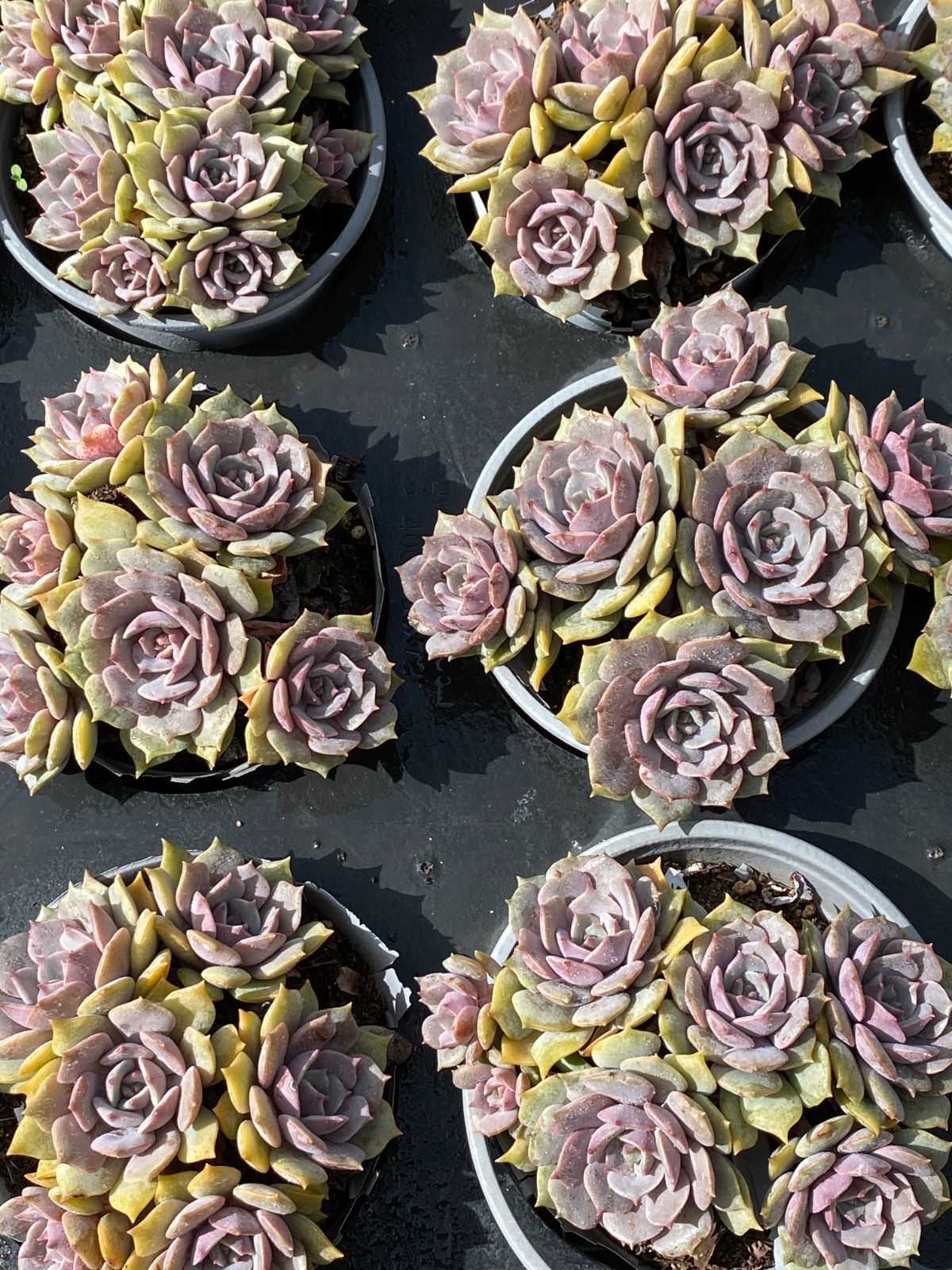 12株×ムラサキヒメ 多肉植物 エケベリア セダム アエオニウム グラプトペタルム 韓国苗 寄せ植え ZZ 59