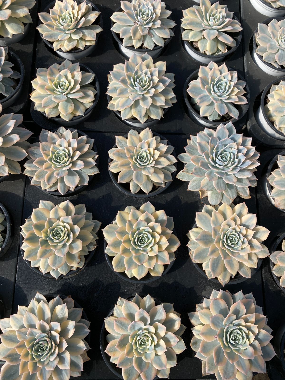 24株×ピーシーニシキ 多肉植物 エケベリア セダム アエオニウム グラプトペタルム 韓国苗 寄せ植え ZZ 53