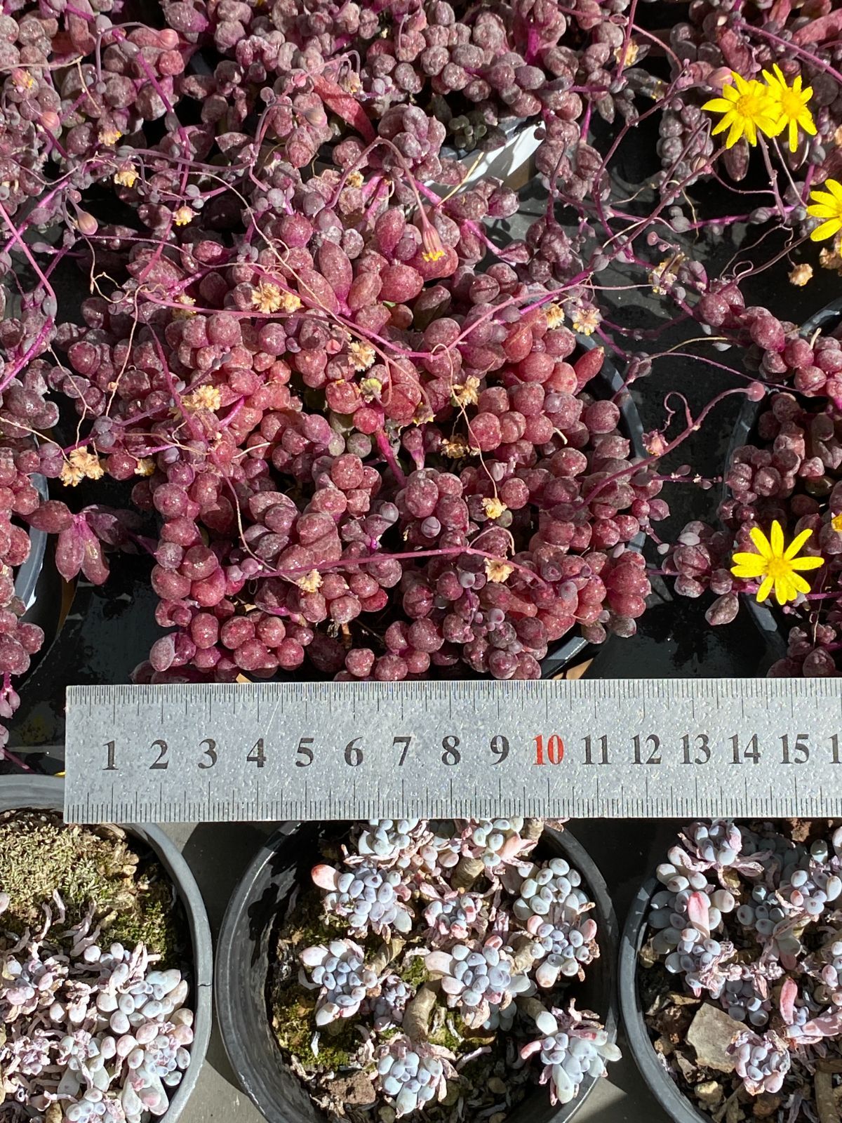 18株×シコウ 多肉植物 エケベリア セダム アエオニウム グラプトペタルム 韓国苗 寄せ植え ZZ 63