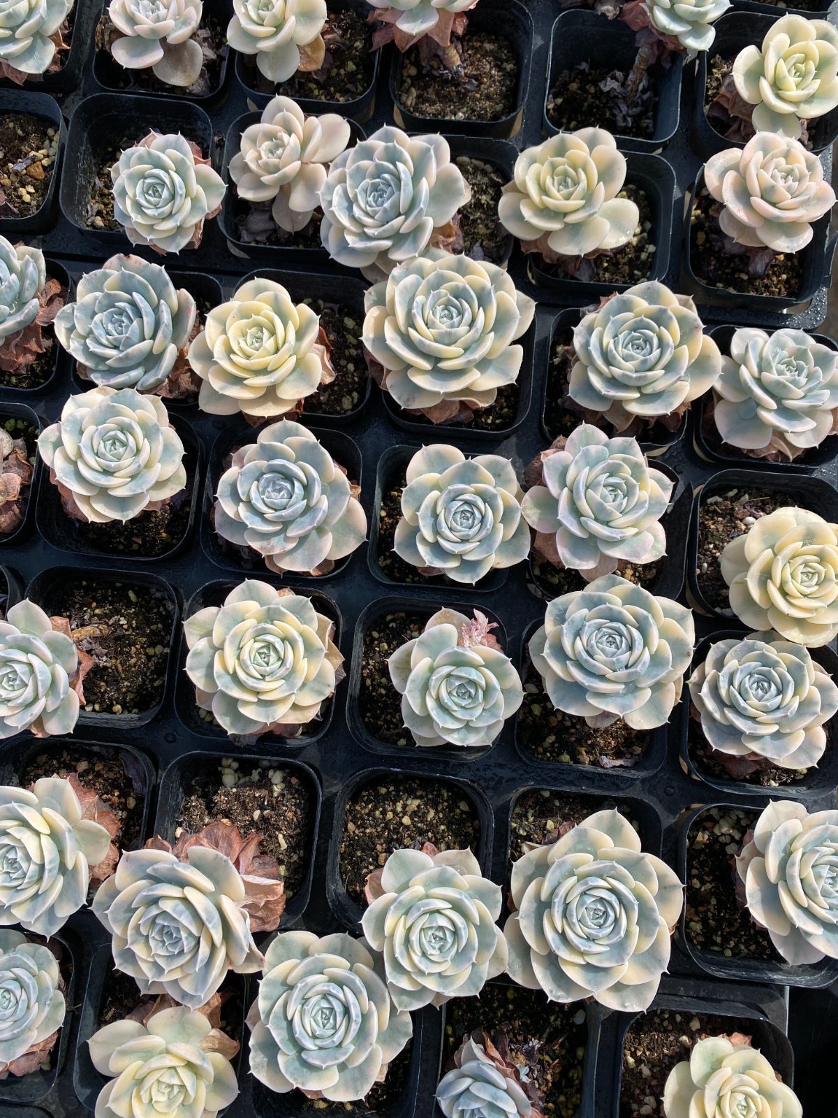 50株 アンスノー 多肉植物 エケベリア セダム アエオニウム グラプトペタルム 韓国苗 寄せ植え ZZ 57