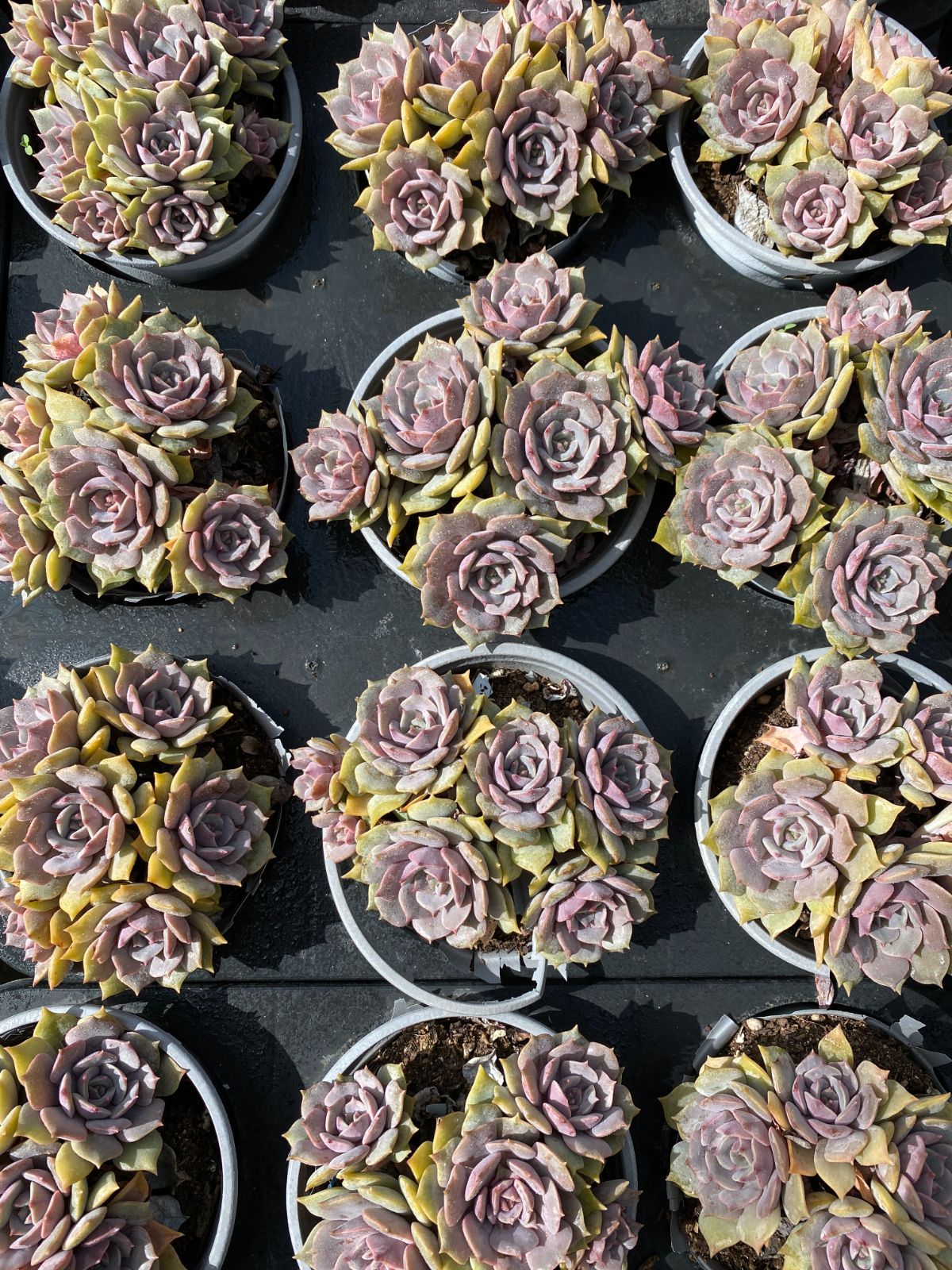 12株 ムラサキヒメ 多肉植物 エケベリア セダム アエオニウム グラプトペタルム 韓国苗 寄せ植え ZZ 59