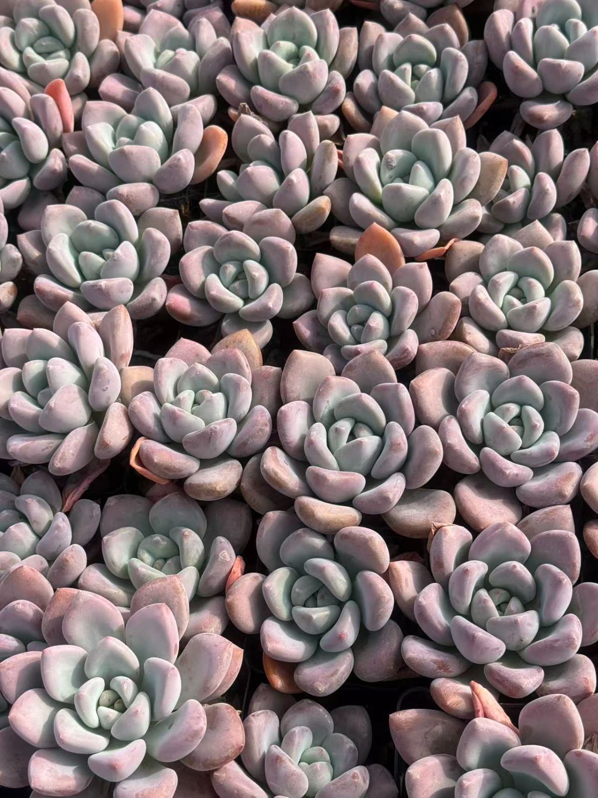 50株×オプレナ 多肉植物 エケベリア セダム アエオニウム グラプトペタルム 韓国苗 寄せ植え ZZ 61