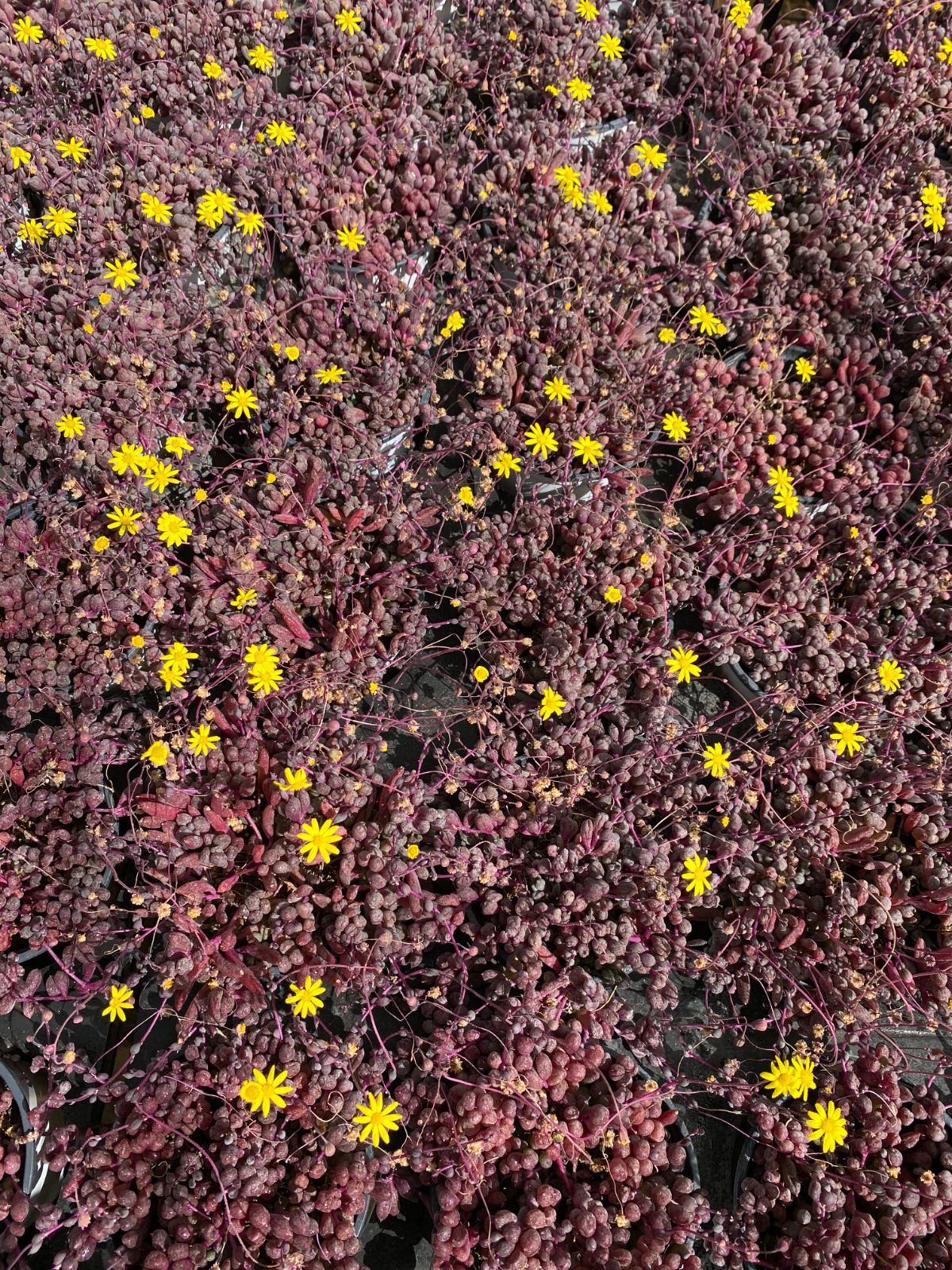 18株 シコウ 多肉植物 エケベリア セダム アエオニウム グラプトペタルム 韓国苗 寄せ植え ZZ 63