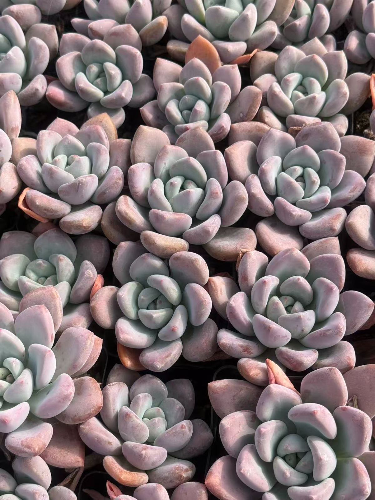 50株×オプレナ 多肉植物 エケベリア セダム アエオニウム グラプトペタルム 韓国苗 寄せ植え ZZ 61