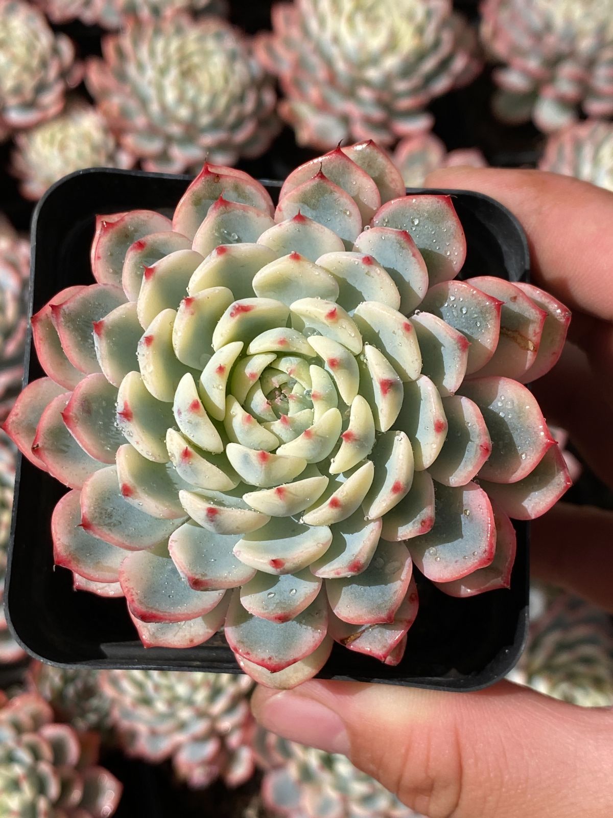 50株×ブルーヒメレン 多肉植物 エケベリア セダム アエオニウム グラプトペタルム 韓国苗 寄せ植え ZZ 7