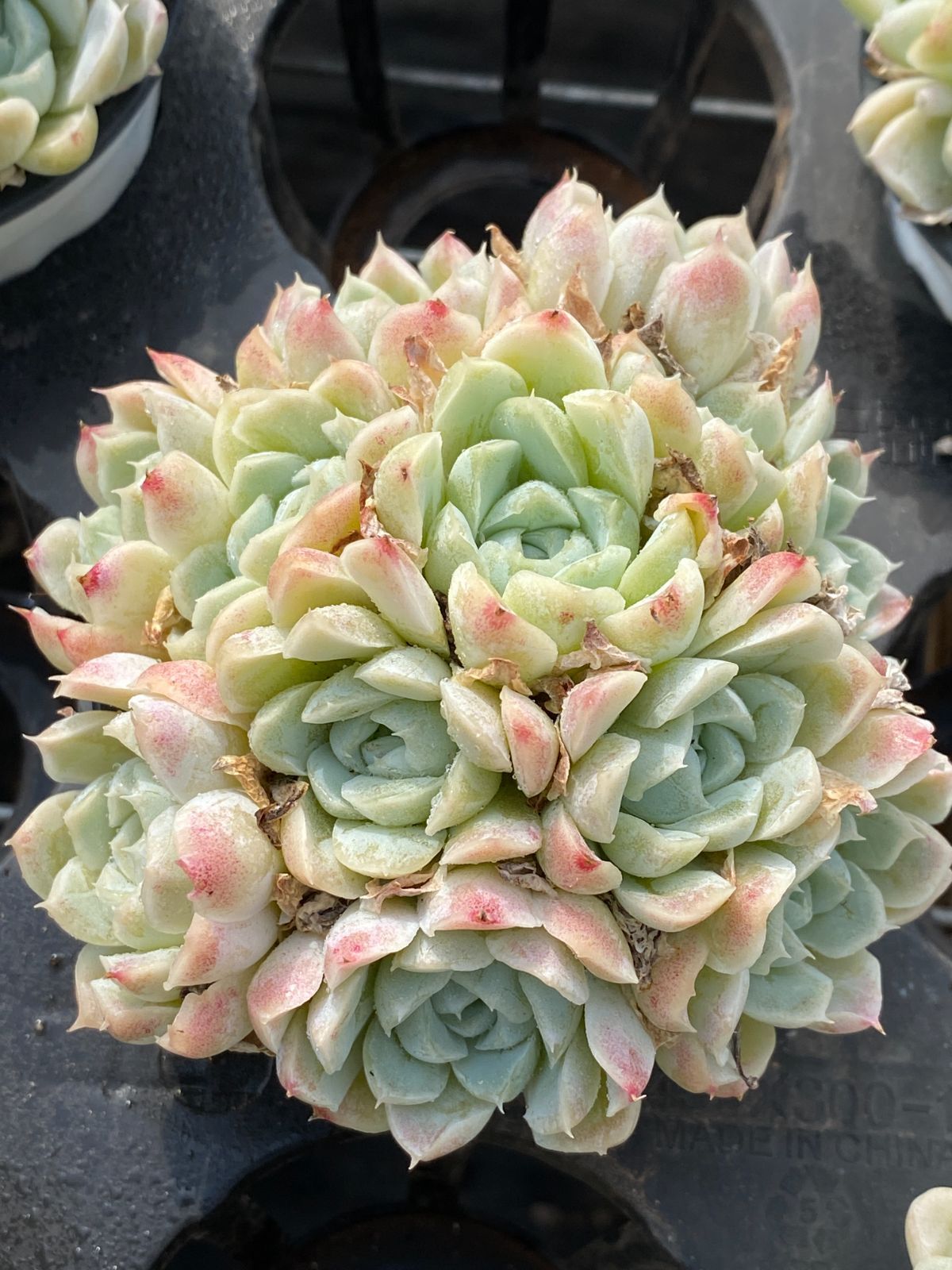 18株×ハクゲツエイ 多肉植物 エケベリア セダム アエオニウム グラプトペタルム 韓国苗 寄せ植え ZZ 73