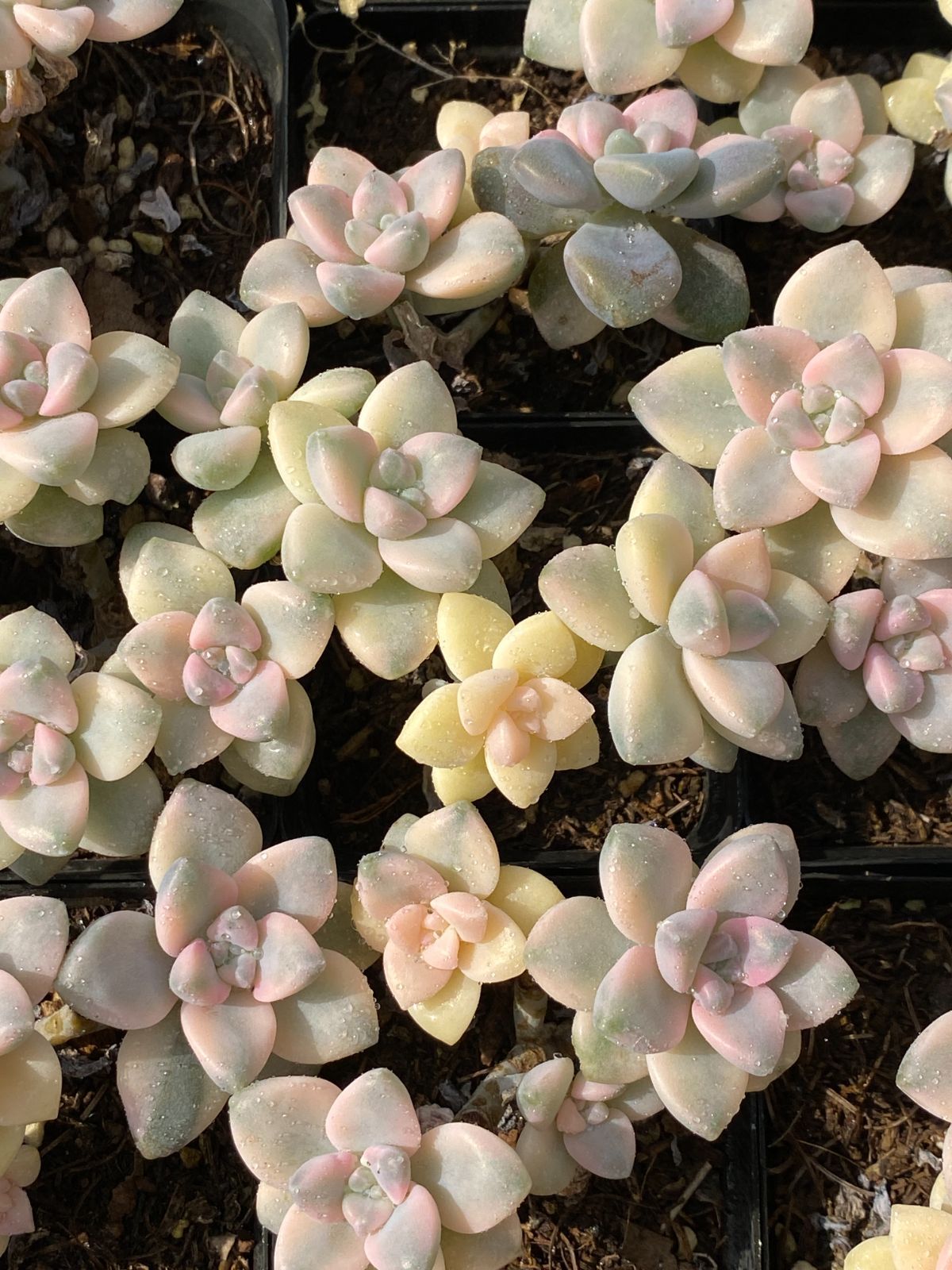 50株×ビキョウキン 多肉植物 エケベリア セダム アエオニウム グラプトペタルム 韓国苗 寄せ植え ZZ 74