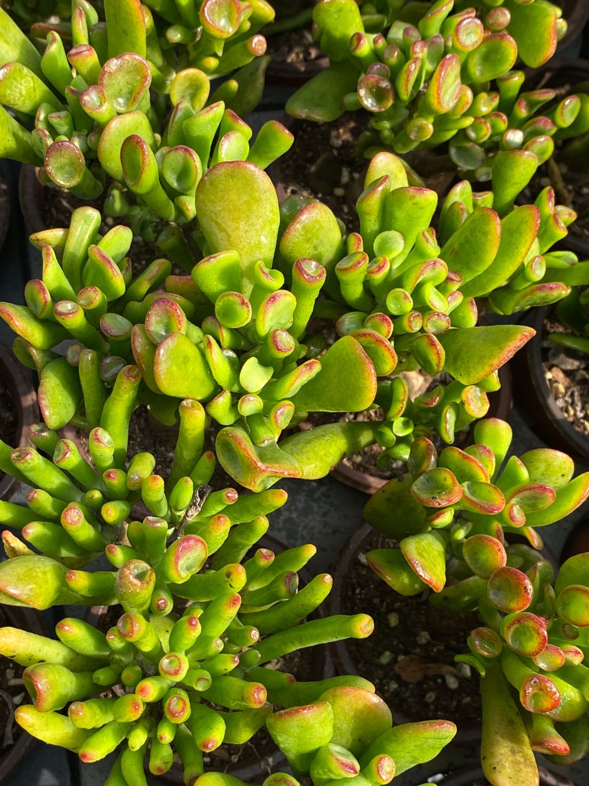 50株×ハッピーツリー 多肉植物 エケベリア セダム アエオニウム グラプトペタルム 韓国苗 寄せ植え ZZ 81