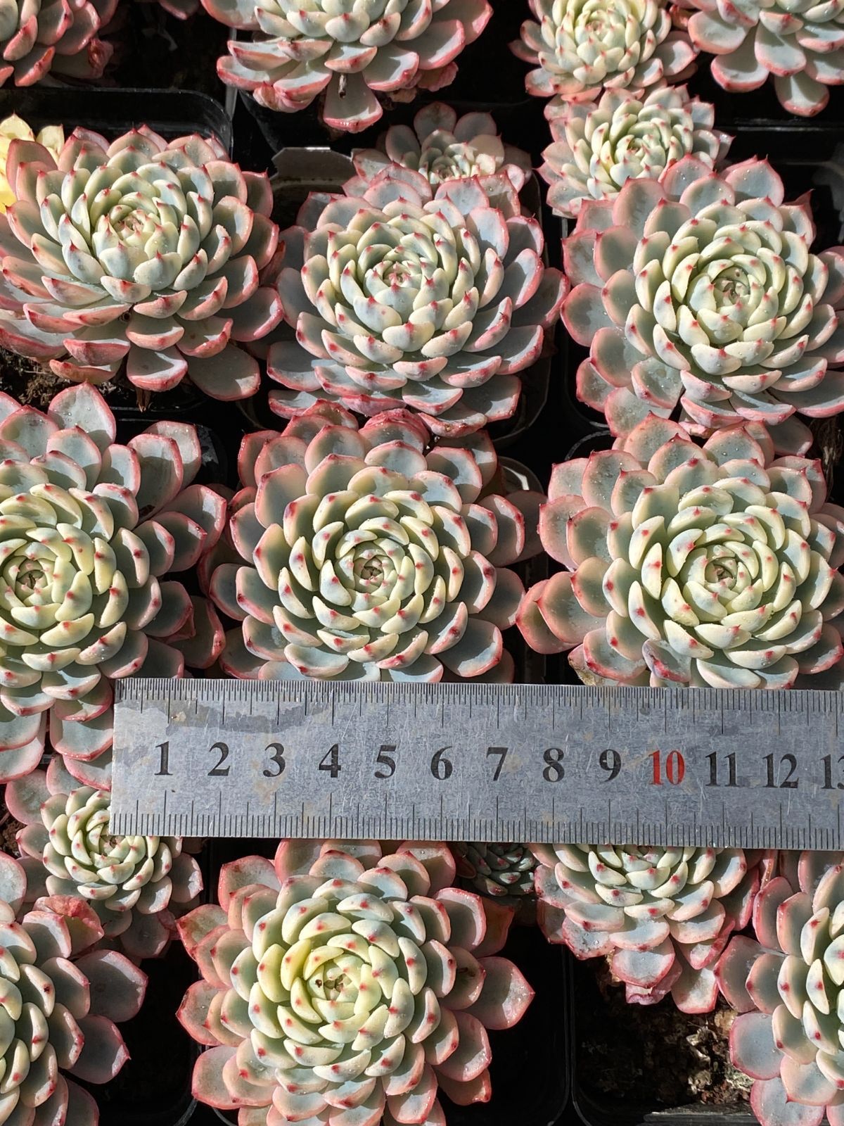 50株×ブルーヒメレン 多肉植物 エケベリア セダム アエオニウム グラプトペタルム 韓国苗 寄せ植え ZZ 7