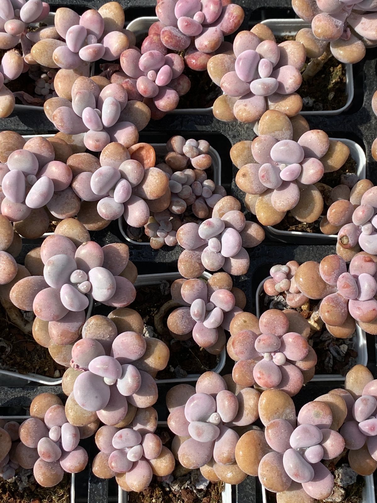 50株×モモタマ 多肉植物 エケベリア セダム アエオニウム グラプトペタルム 韓国苗 寄せ植え ZZ 69