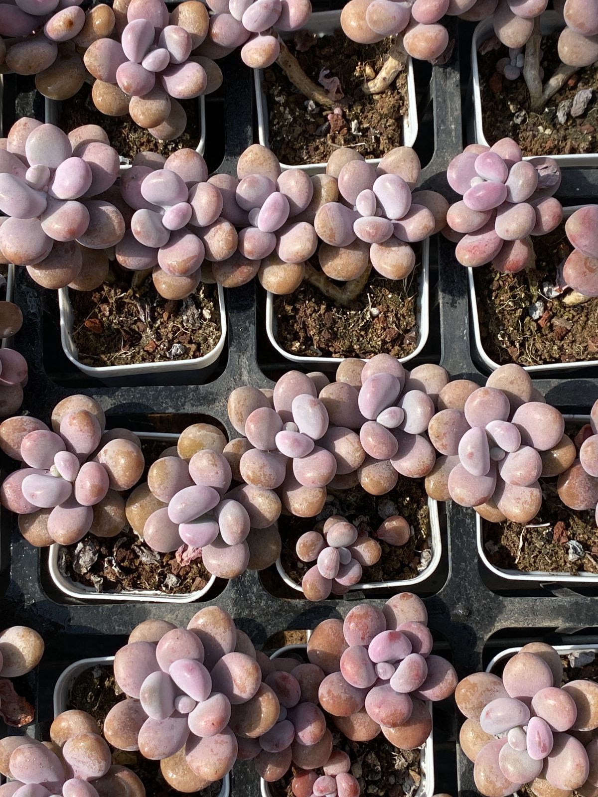 50株×モモタマ 多肉植物 エケベリア セダム アエオニウム グラプトペタルム 韓国苗 寄せ植え ZZ 69