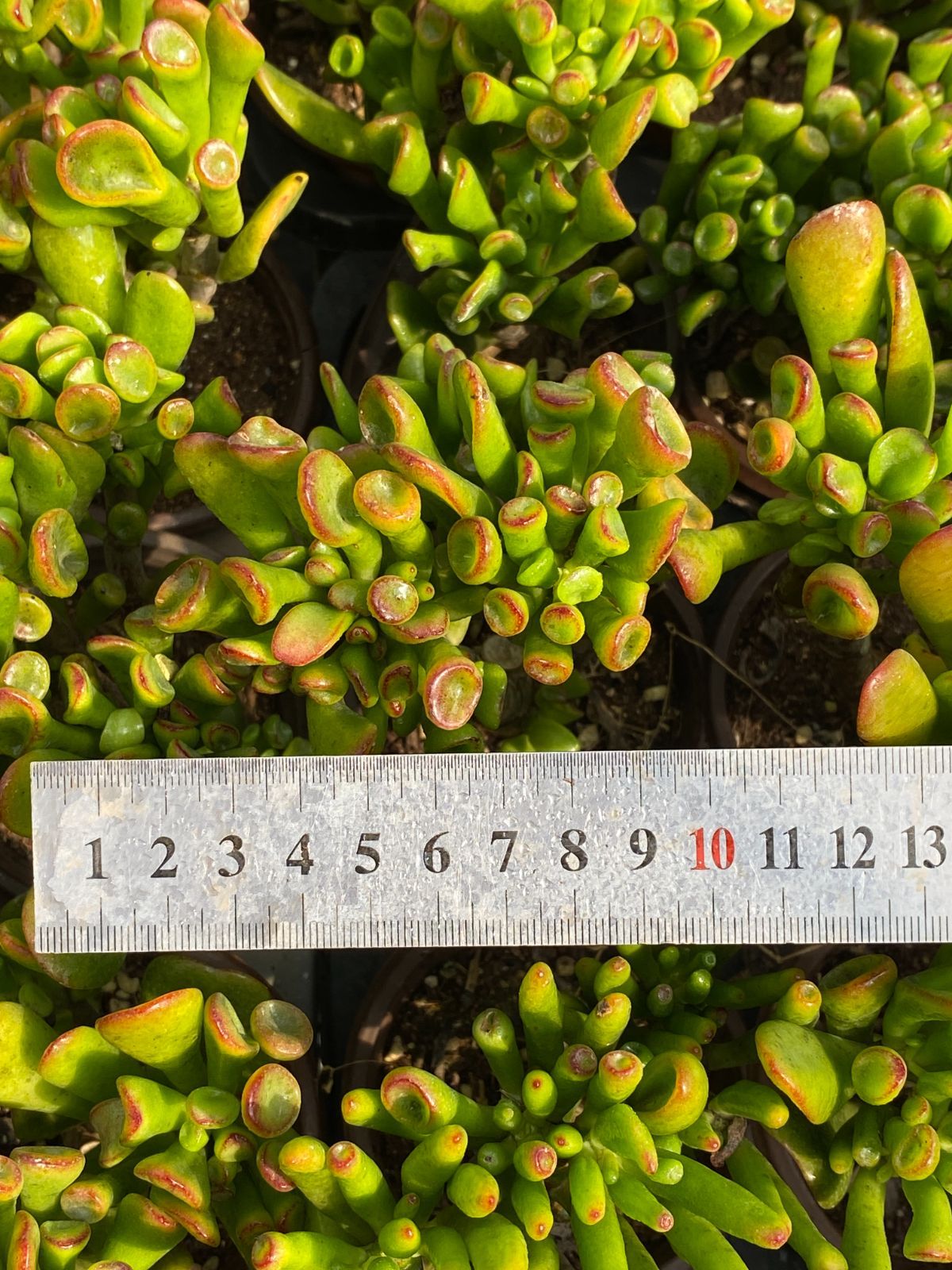 50株×ハッピーツリー 多肉植物 エケベリア セダム アエオニウム グラプトペタルム 韓国苗 寄せ植え ZZ 81